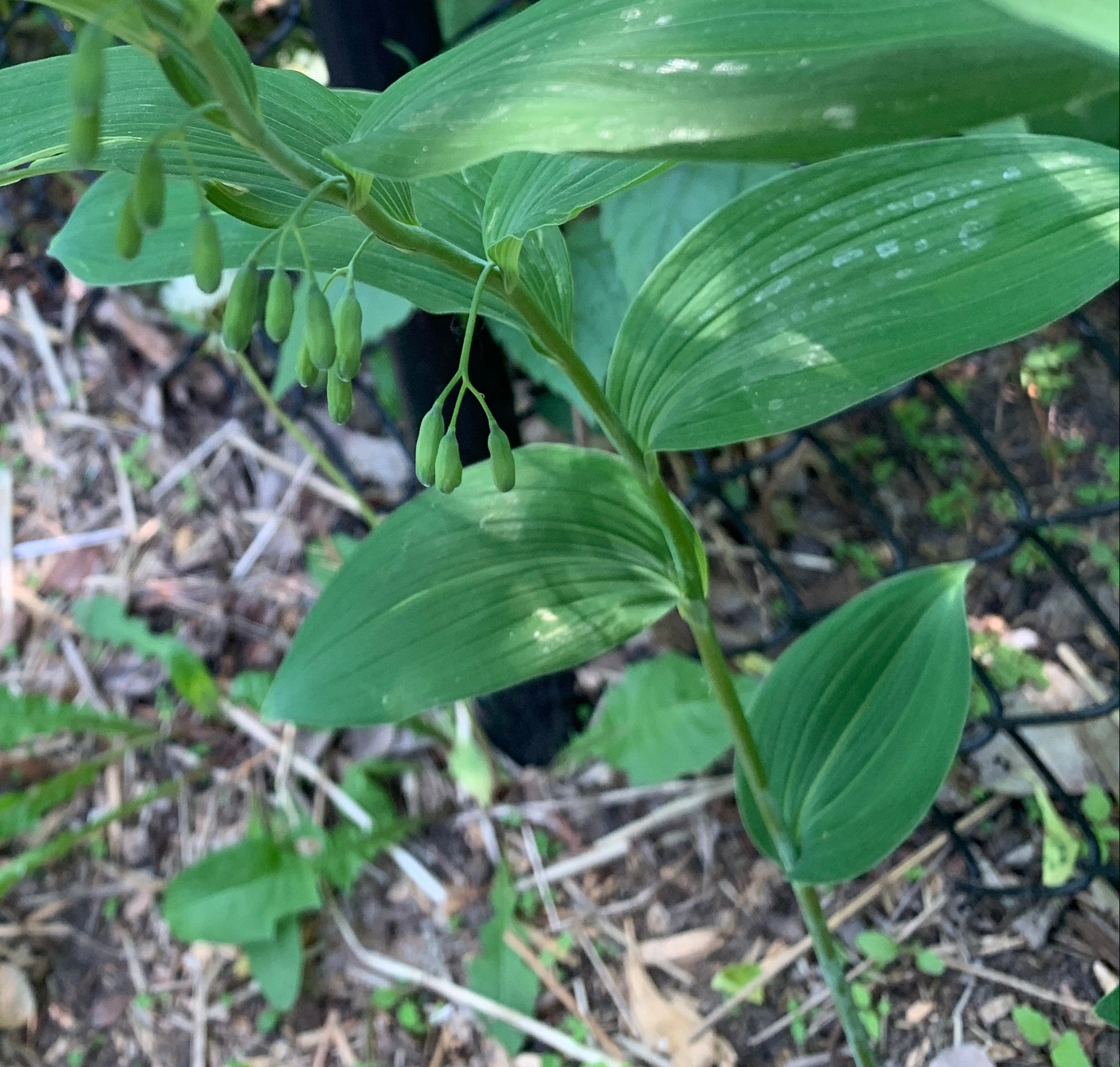 Smooth Solomon's Seal (Polygonatum Biflorum)