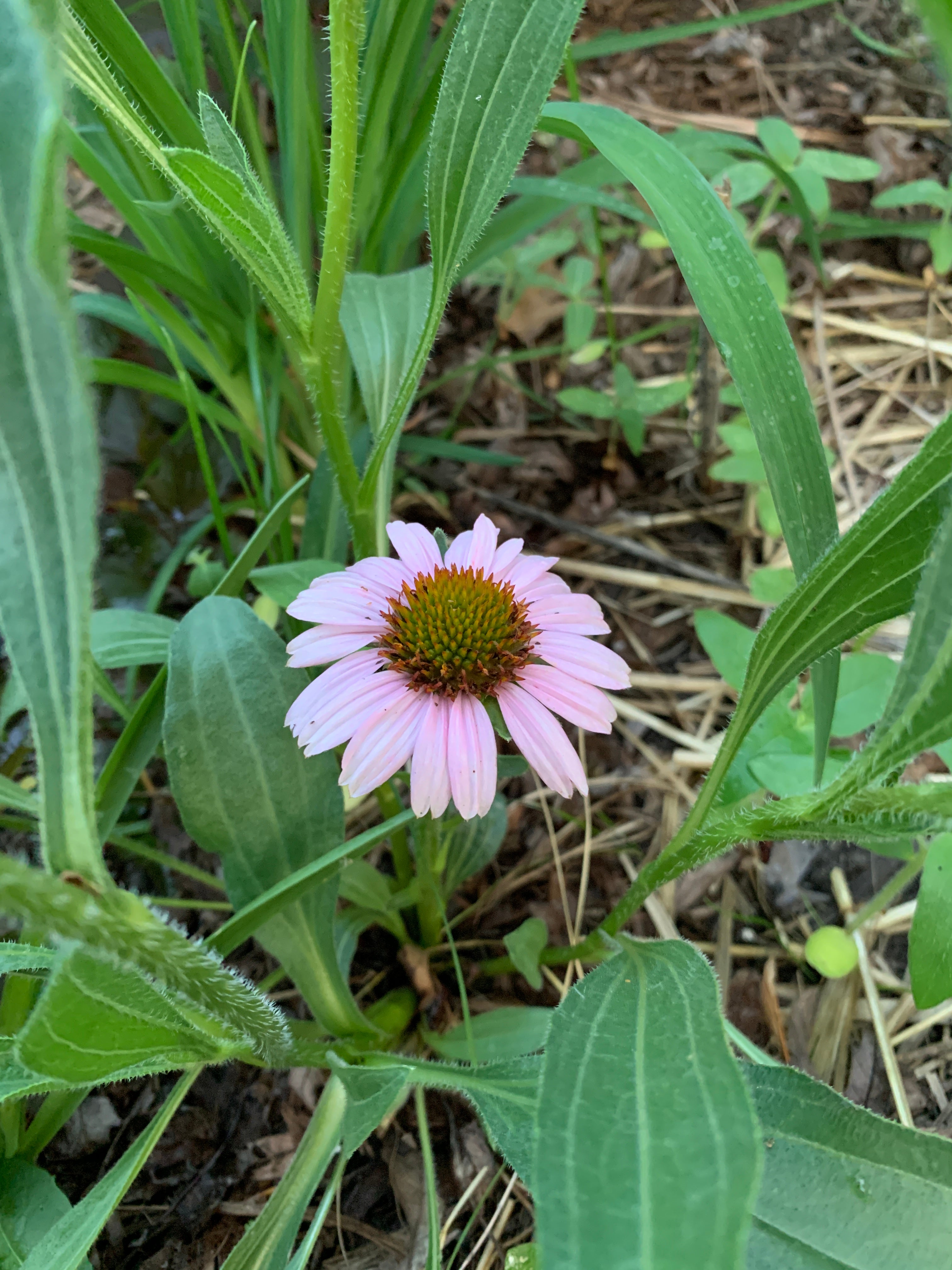 Narrow-leaved Purple Coneflower (Echinacea Angustifolia)