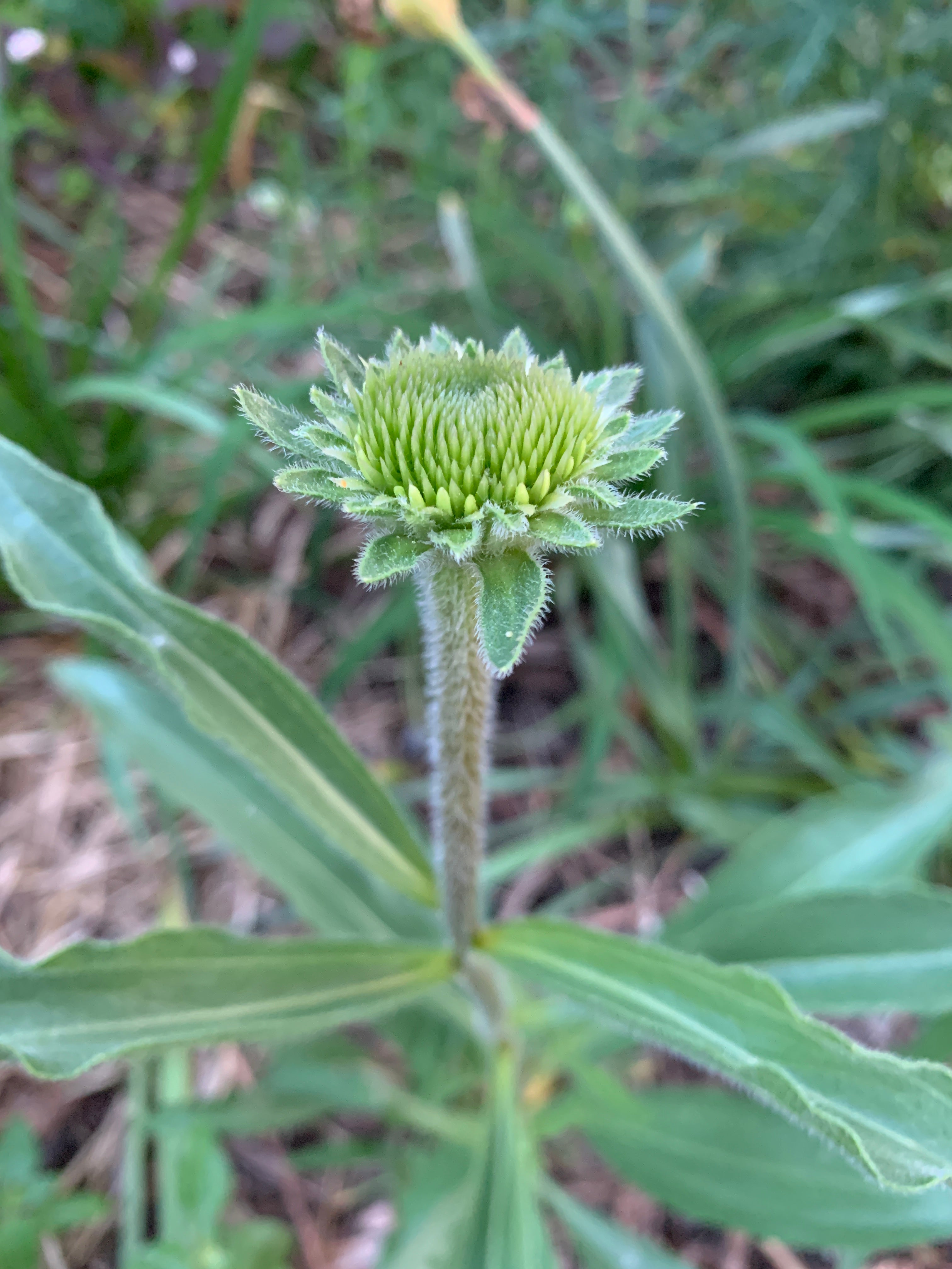 Narrow-leaved Purple Coneflower (Echinacea Angustifolia)