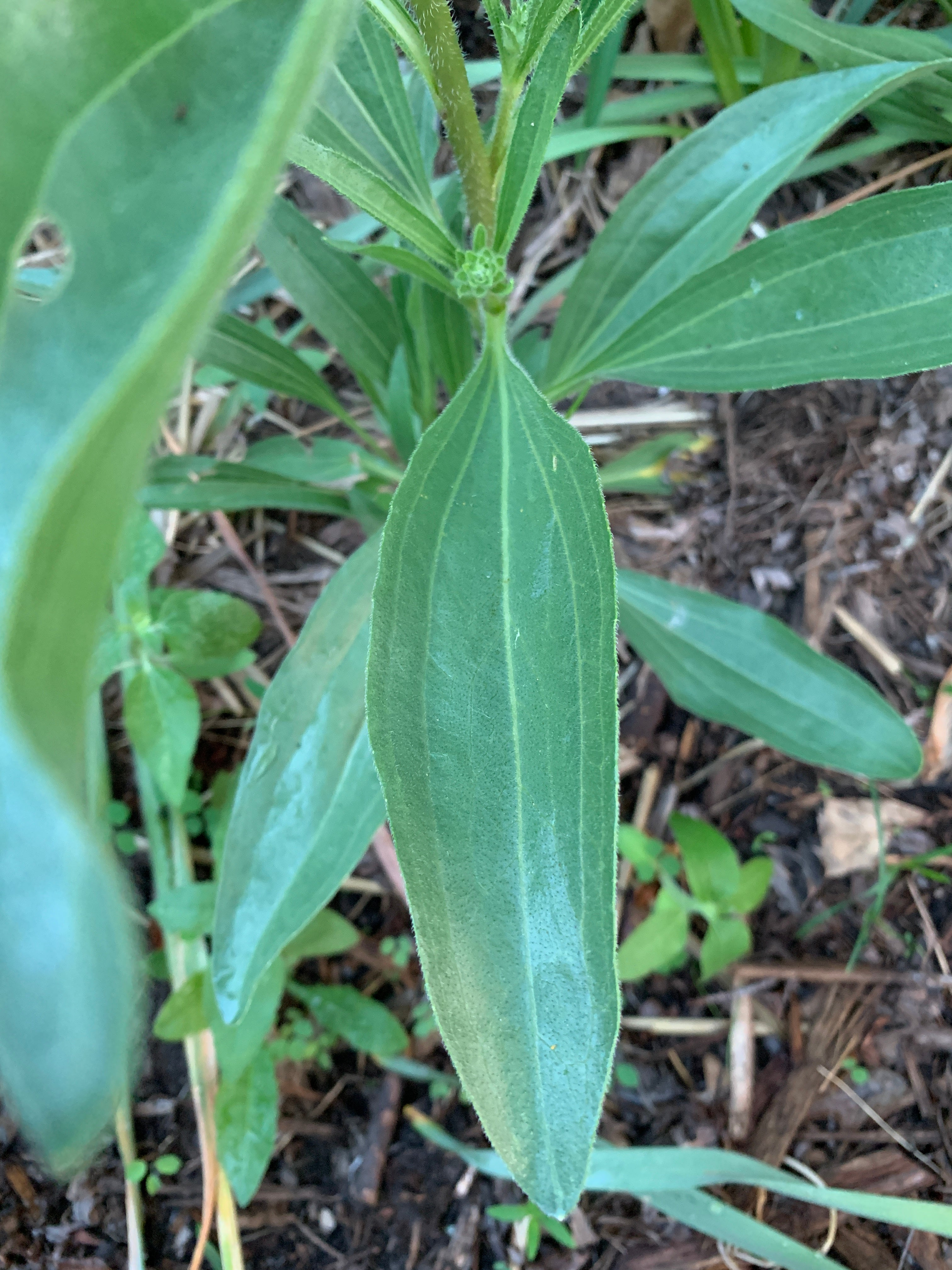 Narrow-leaved Purple Coneflower (Echinacea Angustifolia)