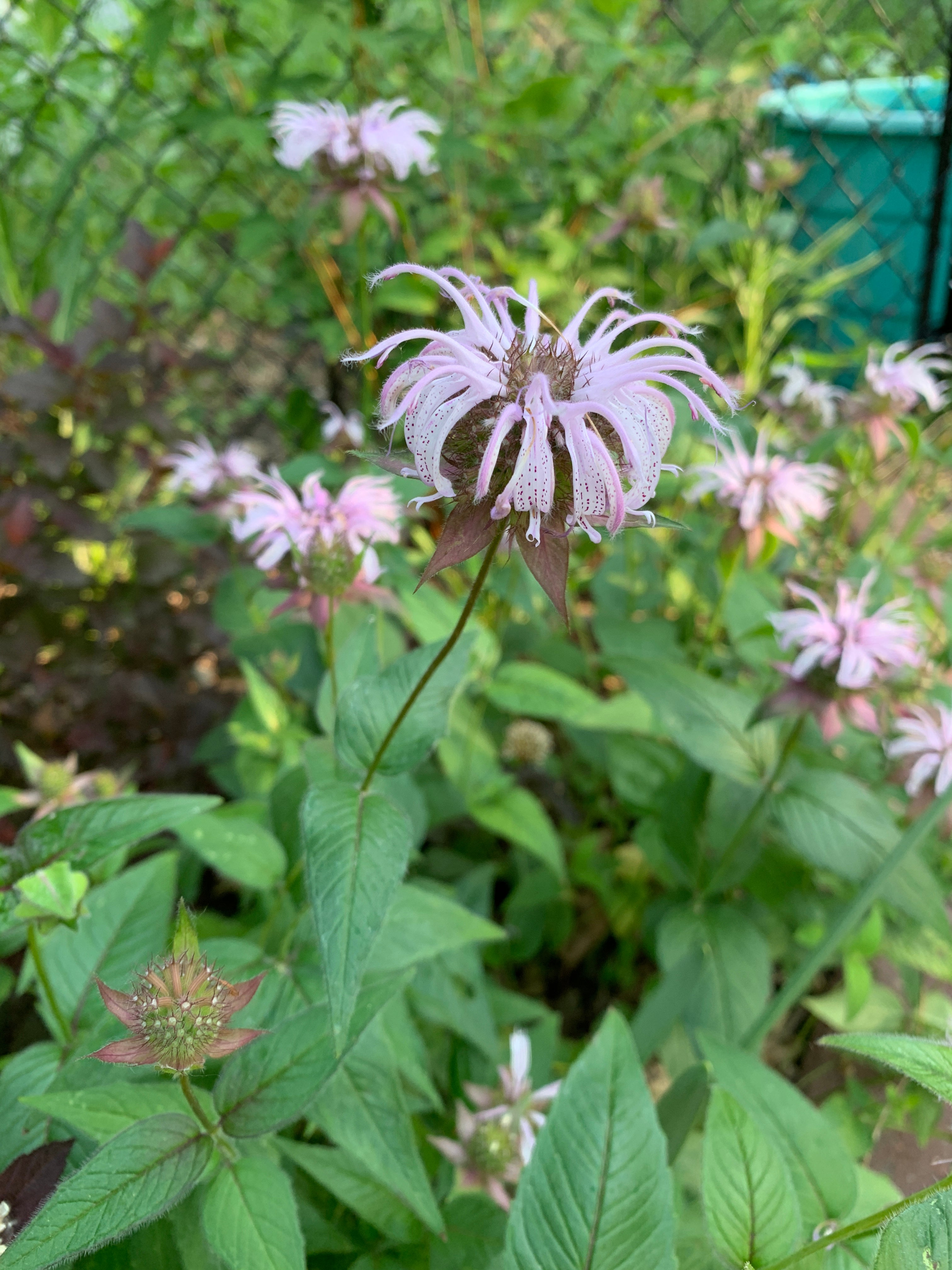 Bradbury Bee Balm (Monarda bradburiana)