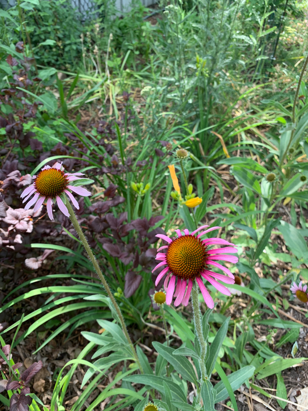 Narrow-leaved Purple Coneflower (Echinacea Angustifolia)