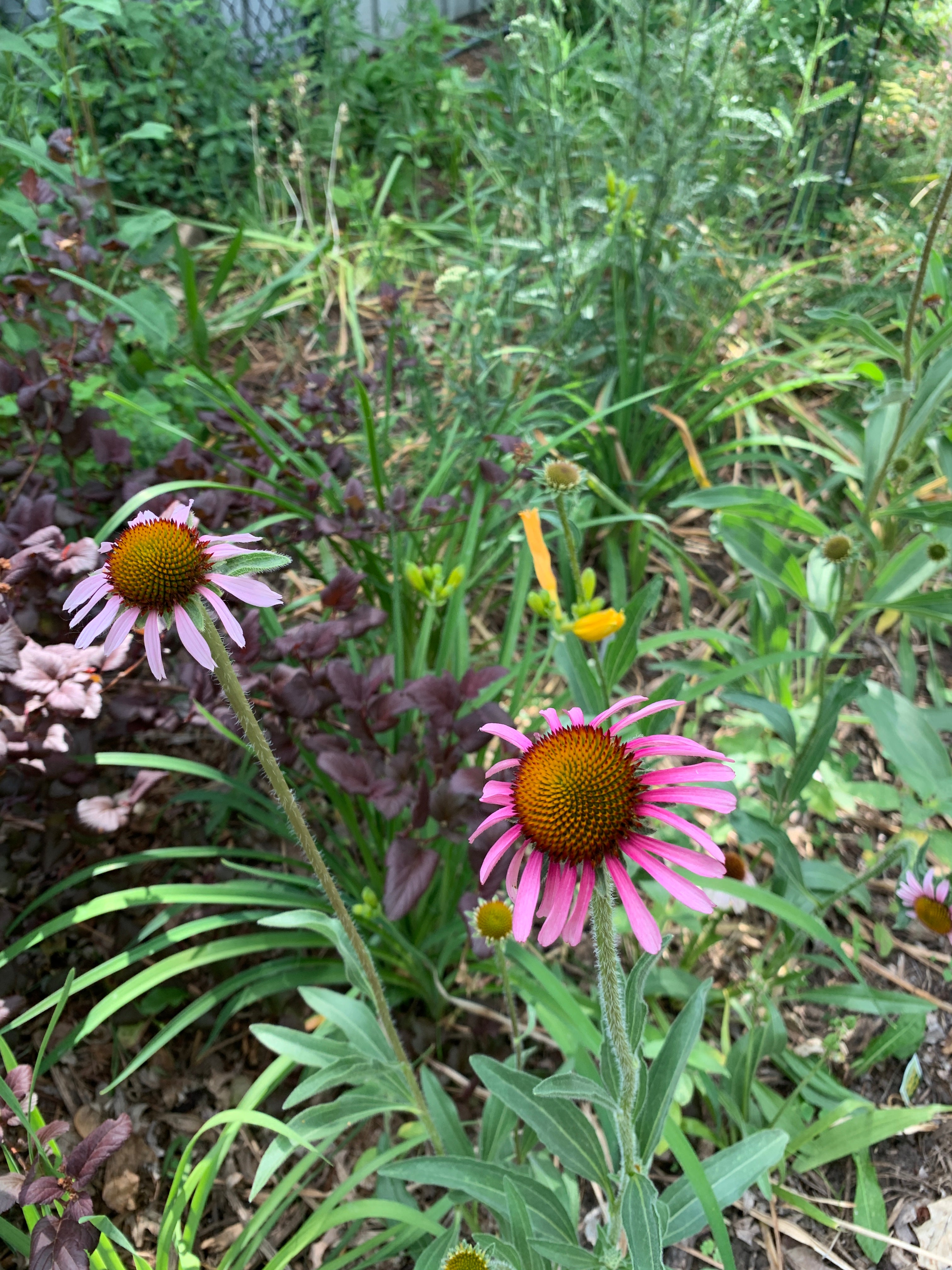 Narrow-leaved Purple Coneflower (Echinacea Angustifolia)