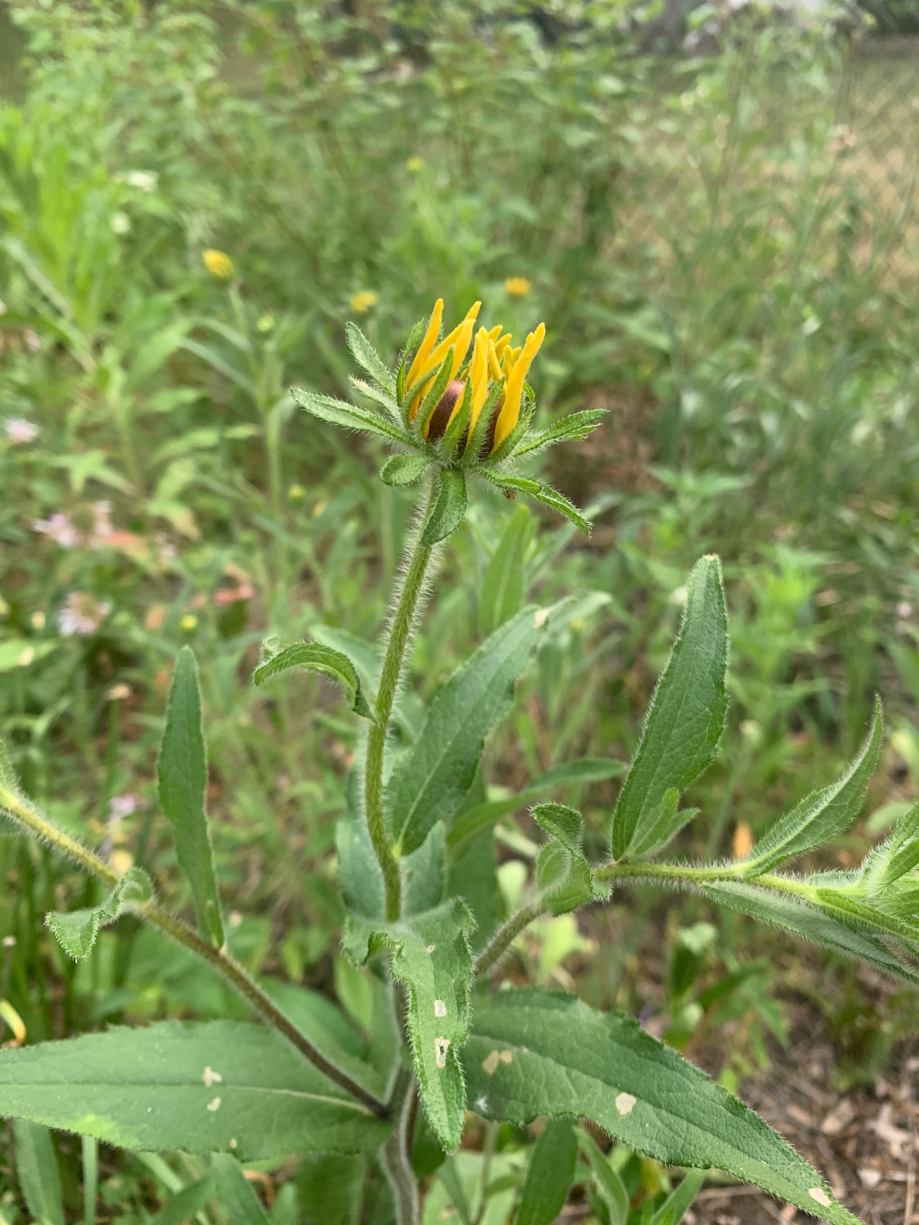 Black-eyed Susan (Rudbeckia Hirta)