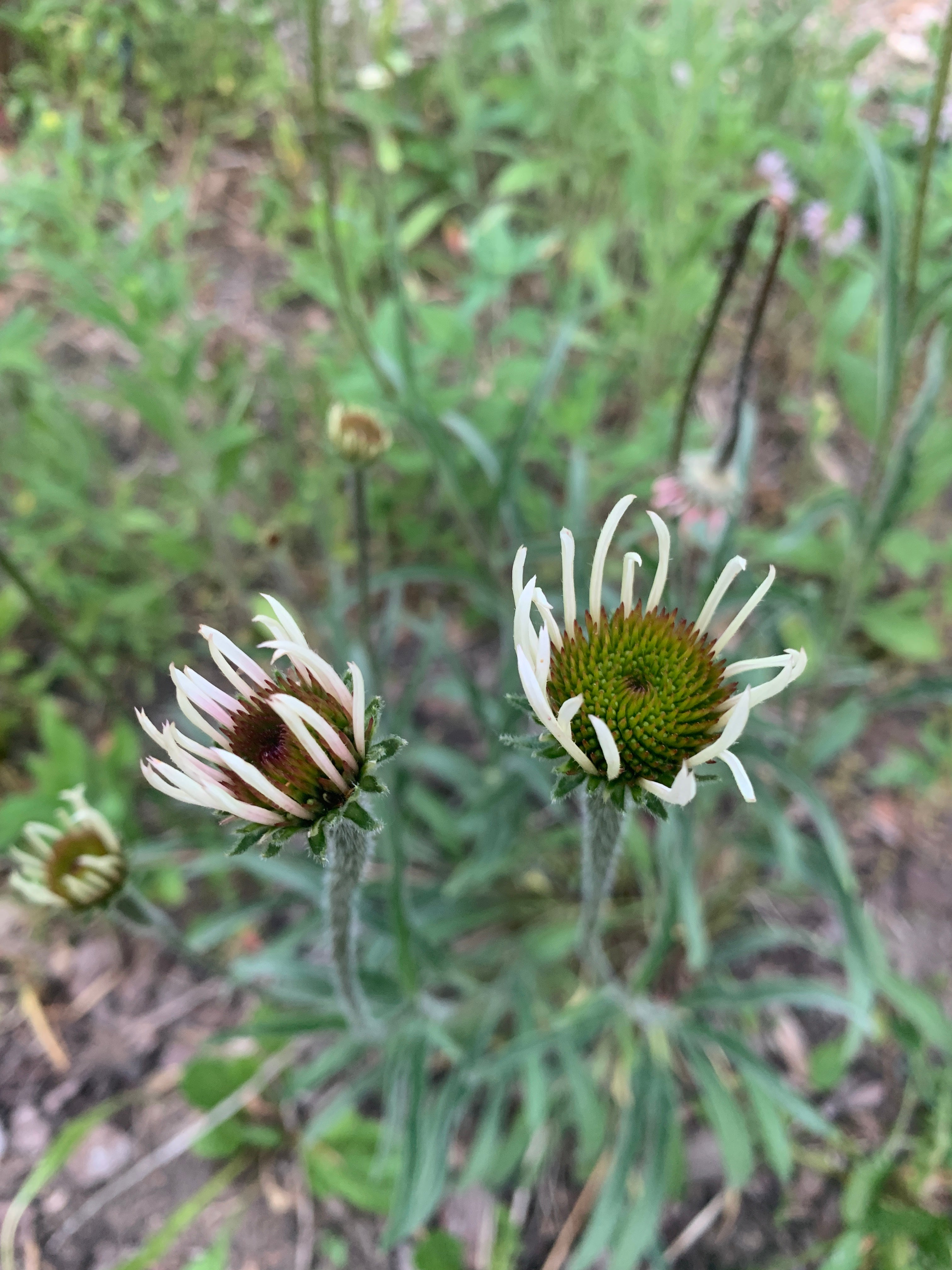 Pale Purple Coneflower (Echinacea Pallida)