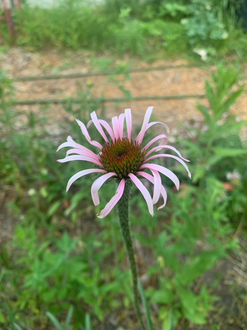 Pale Purple Coneflower (Echinacea Pallida)