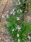American Ipecac (Porteranthus stipulatus)