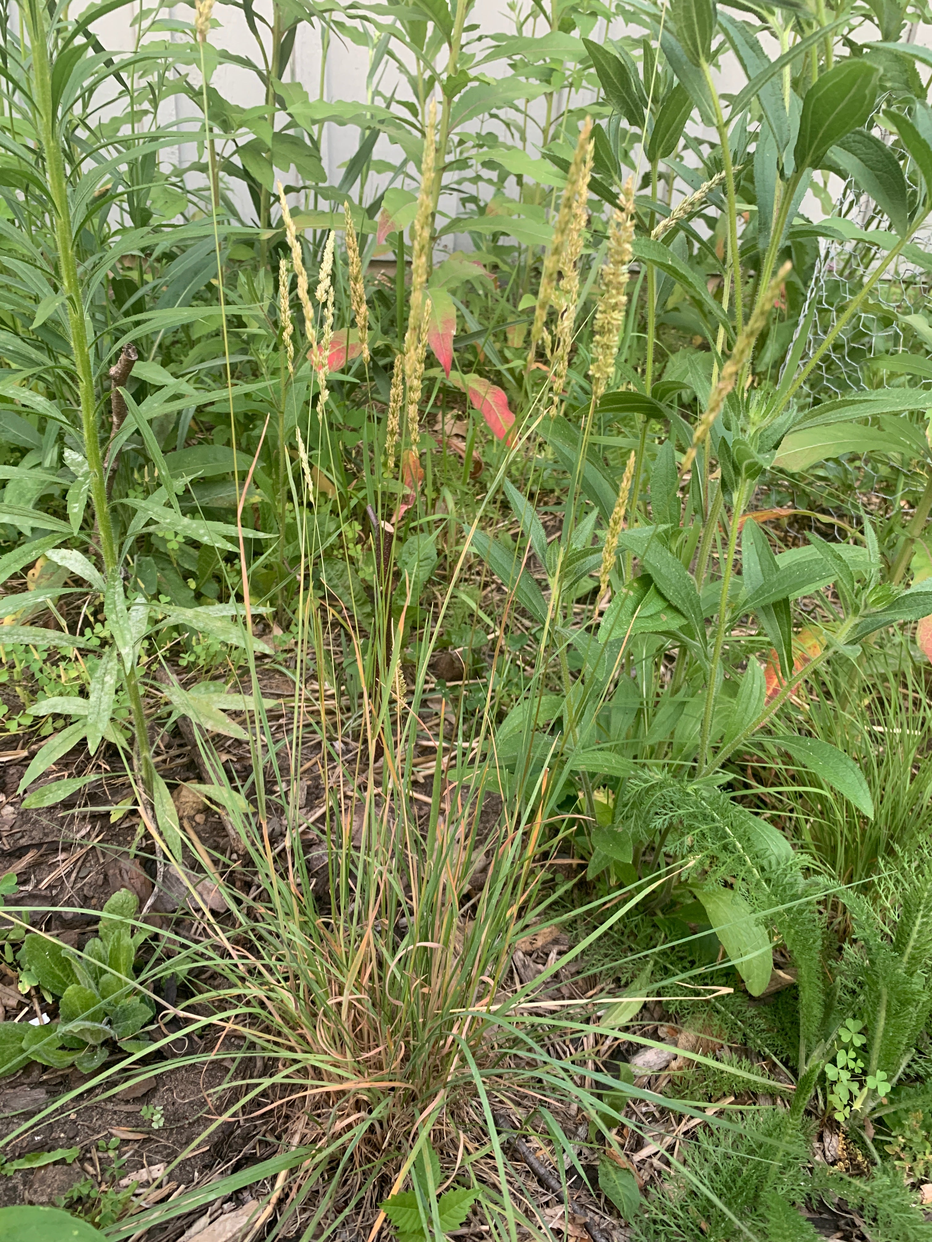 June Grass (Koeleria Macrantha)
