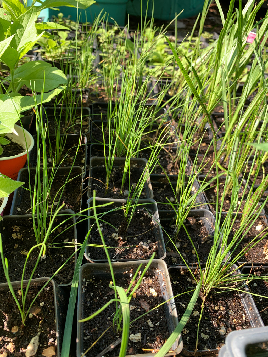 Prairie Onion (Allium stellatum)