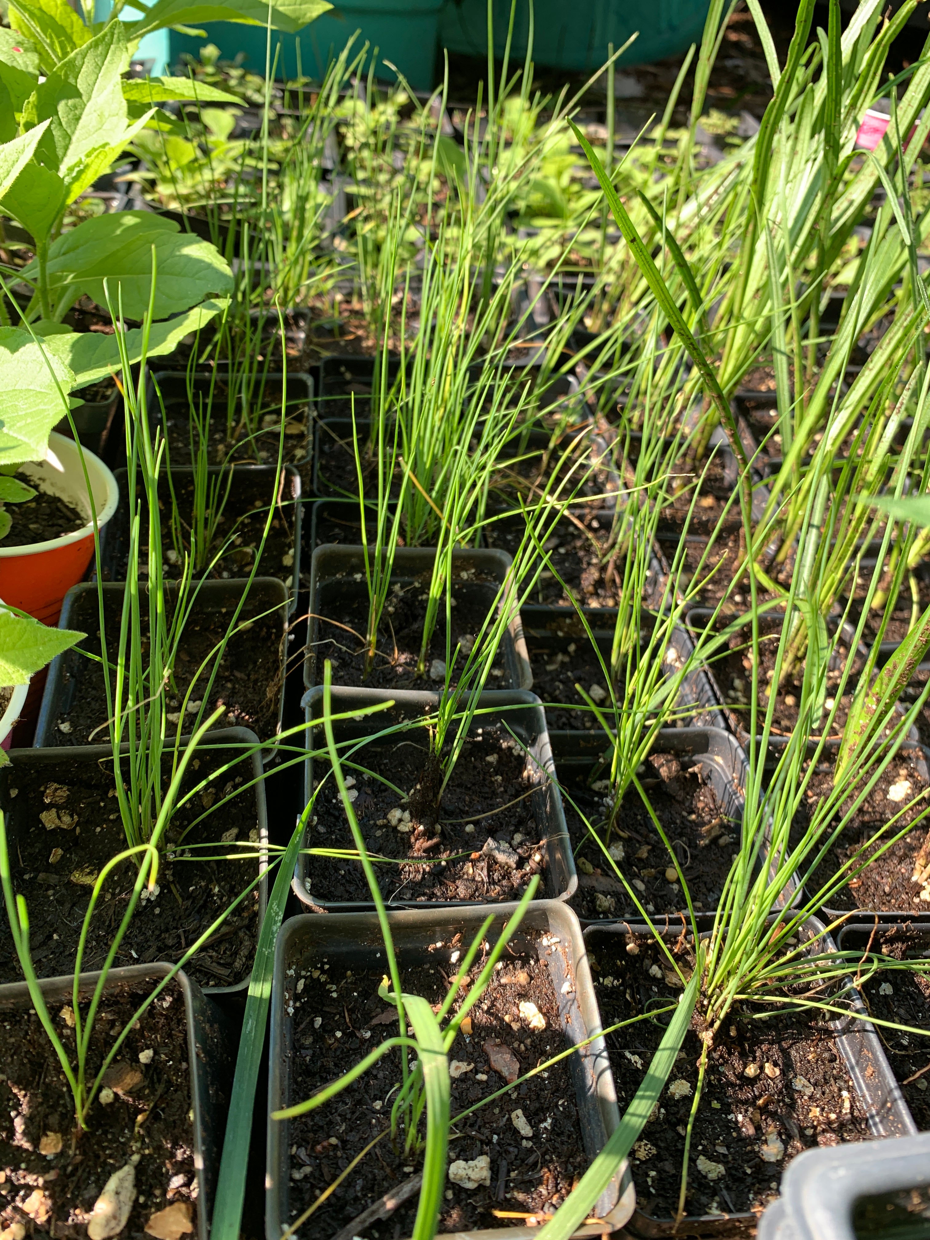 Prairie Onion (Allium stellatum)