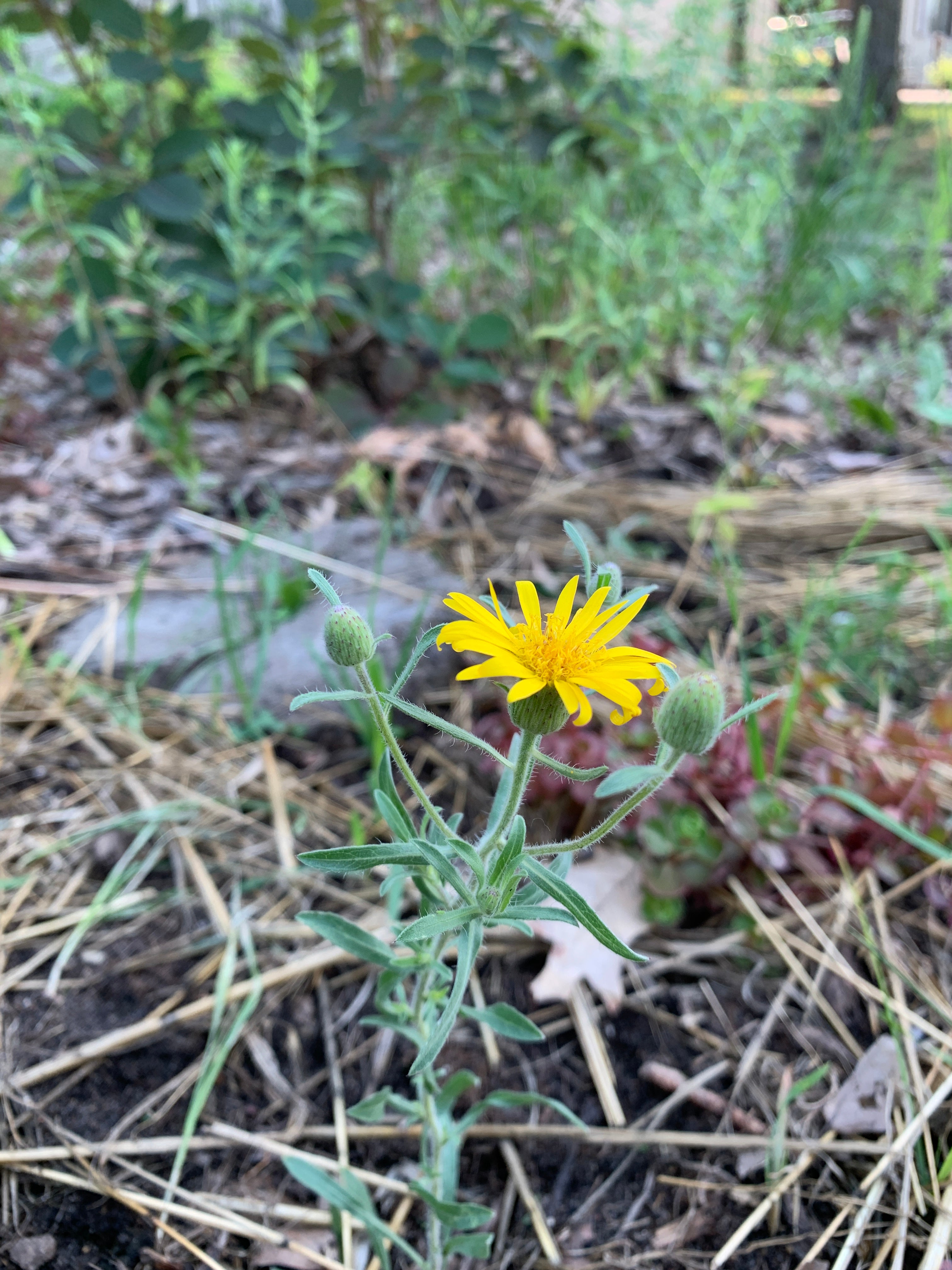 Hairy False Goldenaster (Heterotheca Villosa)