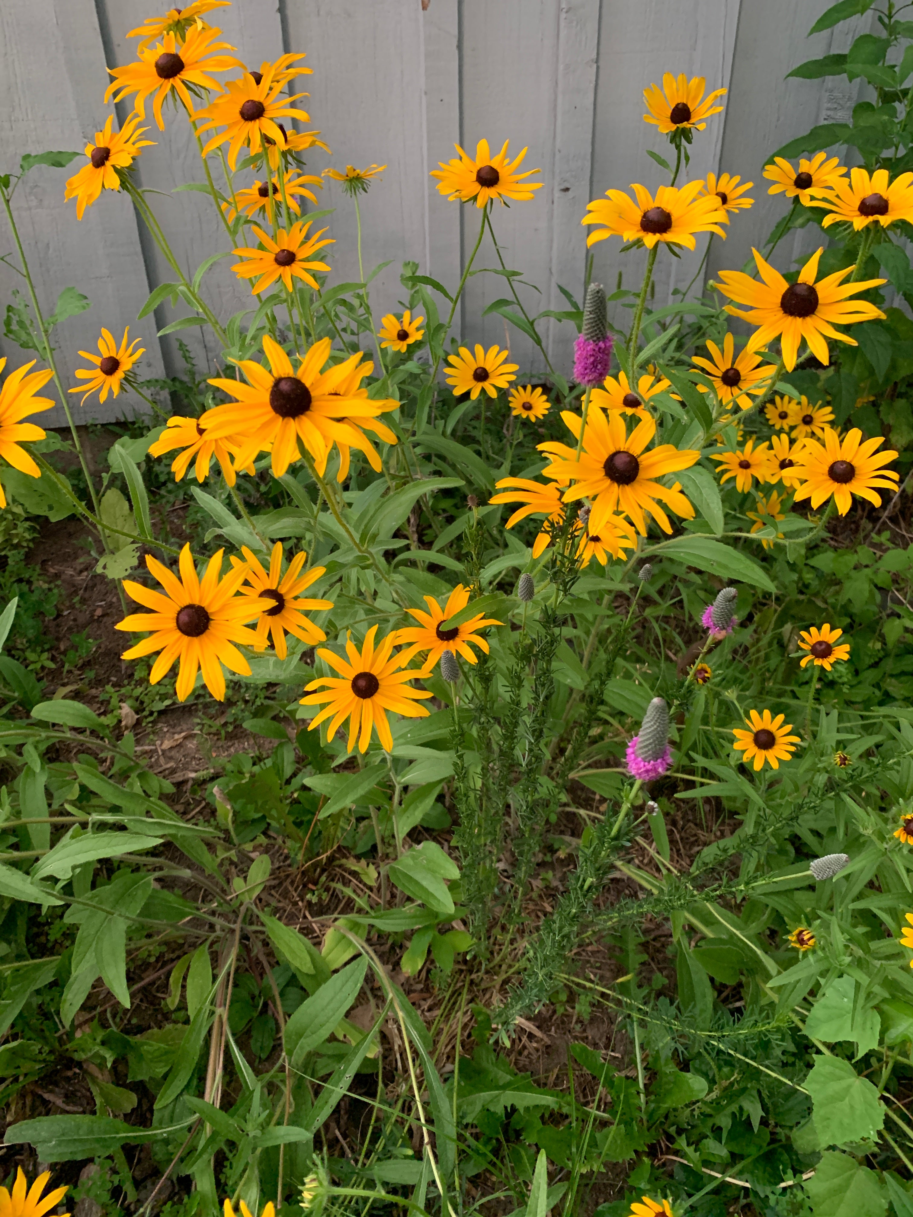 Black-eyed Susan (Rudbeckia Hirta)