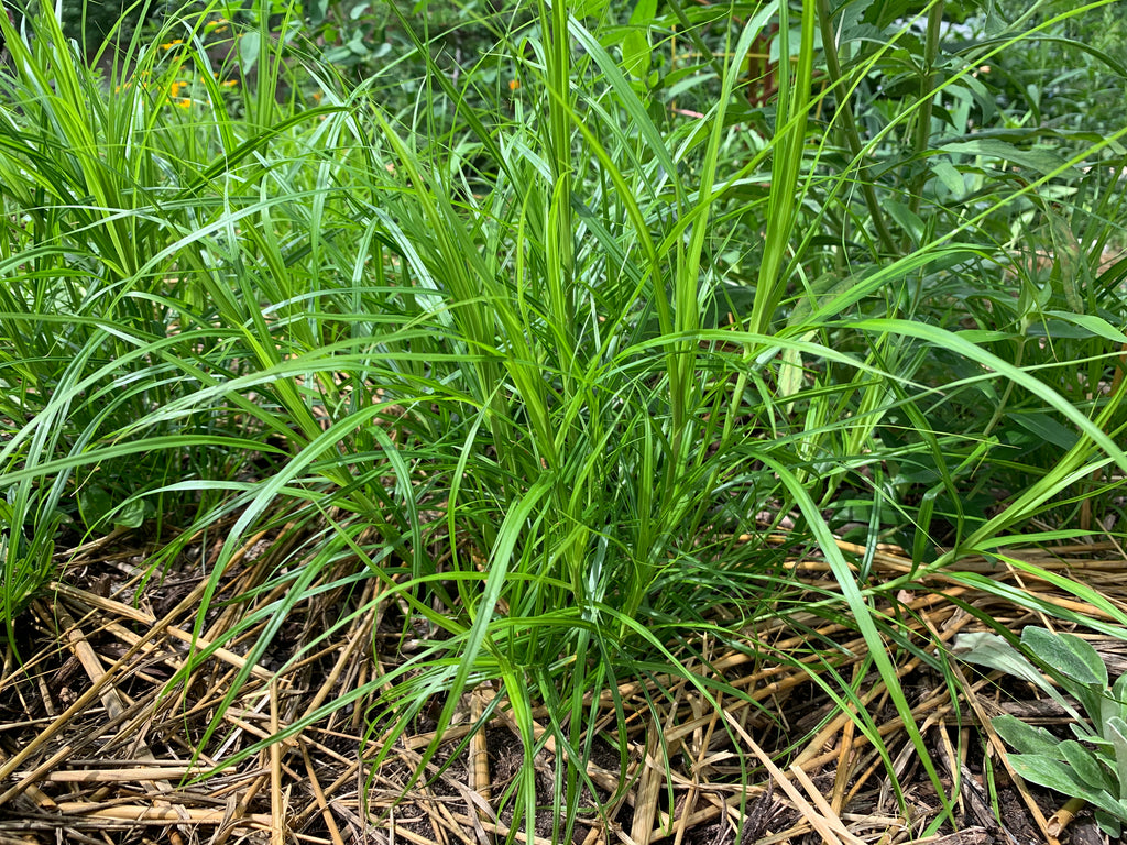 Palm Sedge (Carex Muskingumensis)