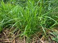 Palm Sedge (Carex Muskingumensis)