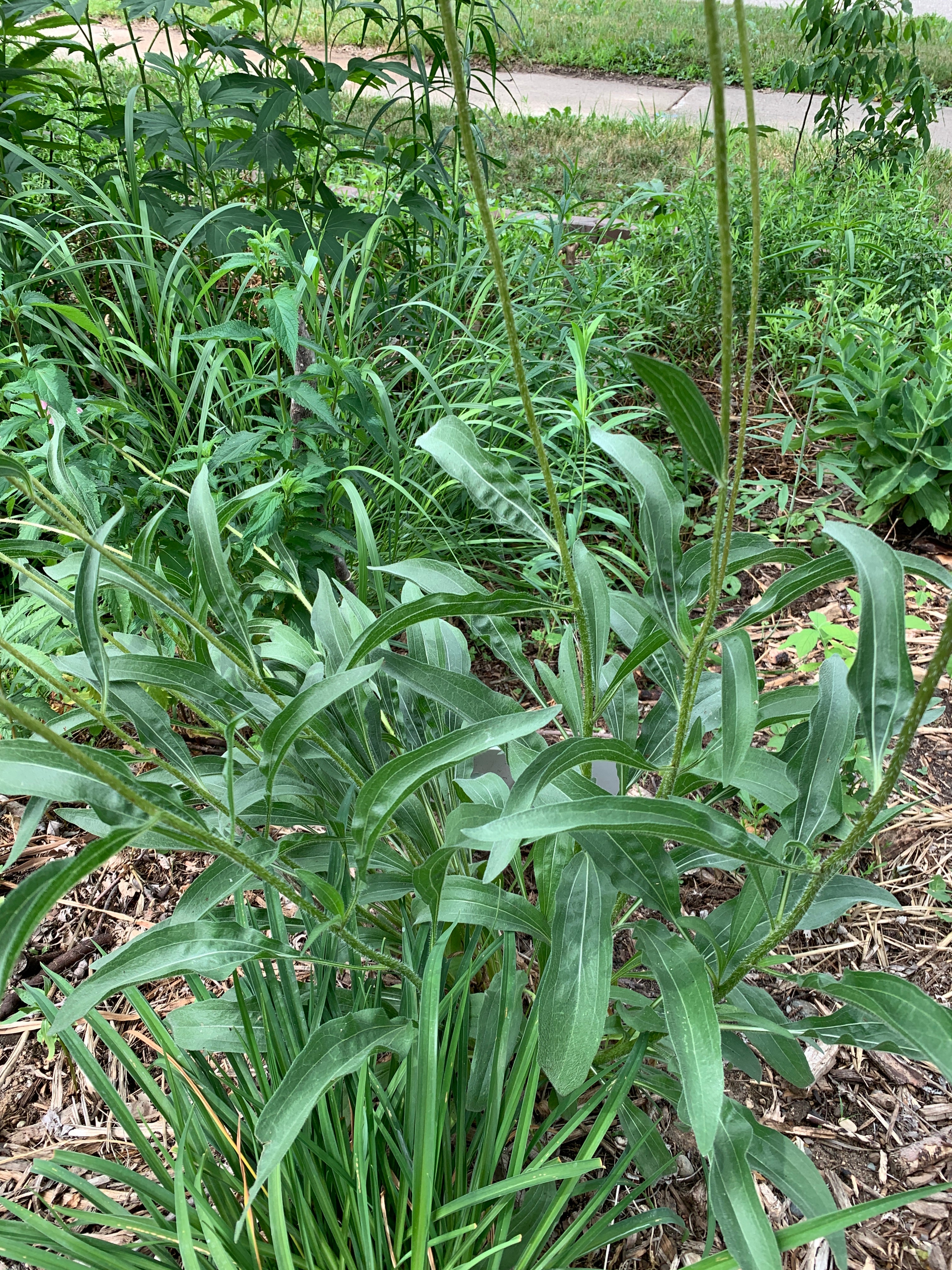 Pale Purple Coneflower (Echinacea Pallida)