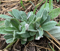 Plantain-leaved Pussytoes (Antennaria Plantaginifolia)