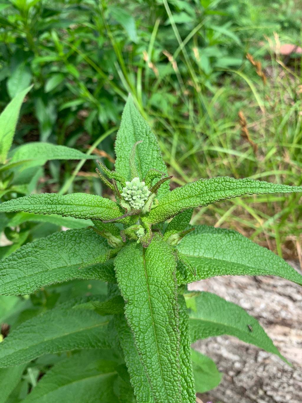 Common Boneset (Eupatorium Perfoliatum)