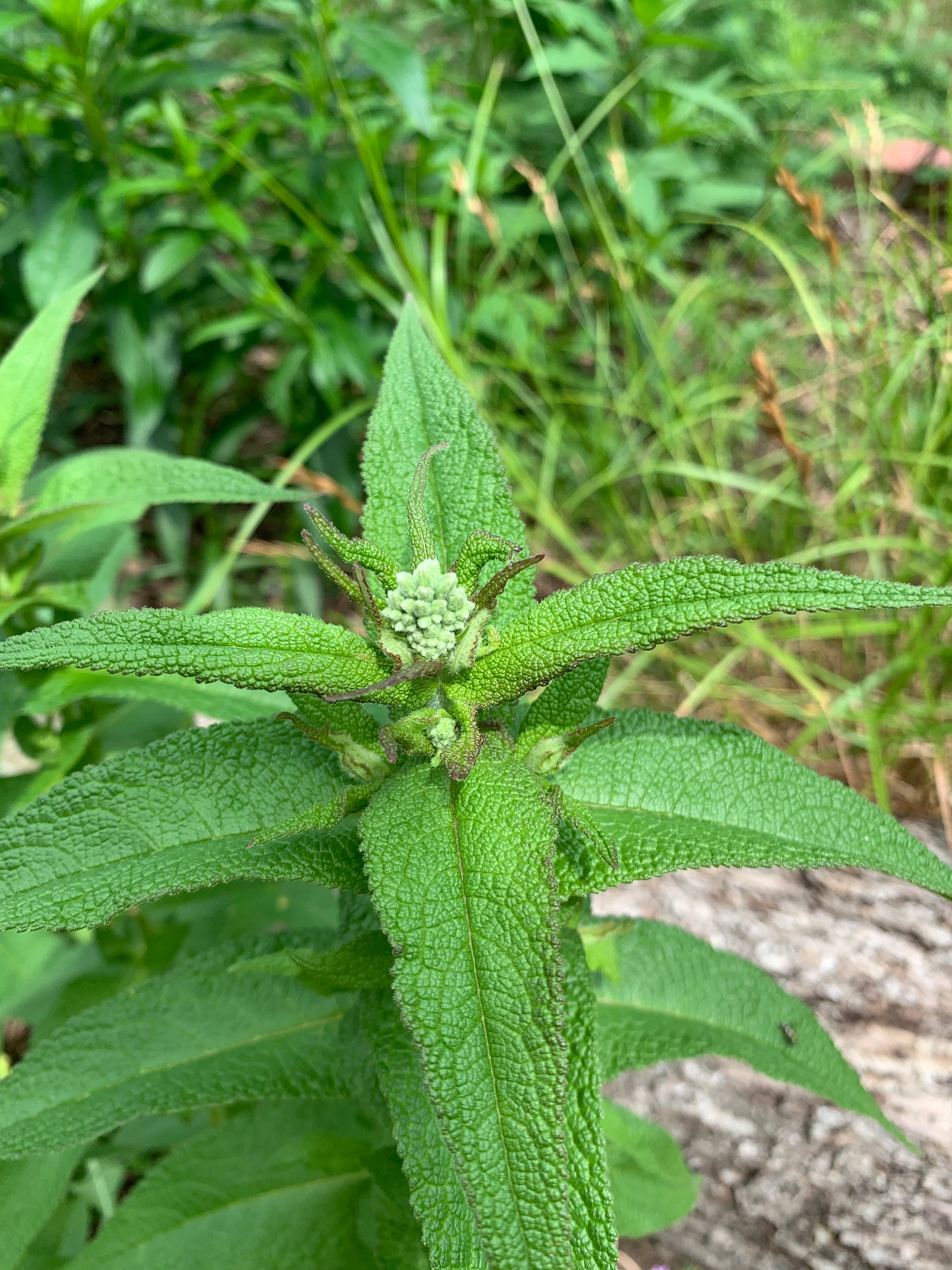 Common Boneset (Eupatorium Perfoliatum)