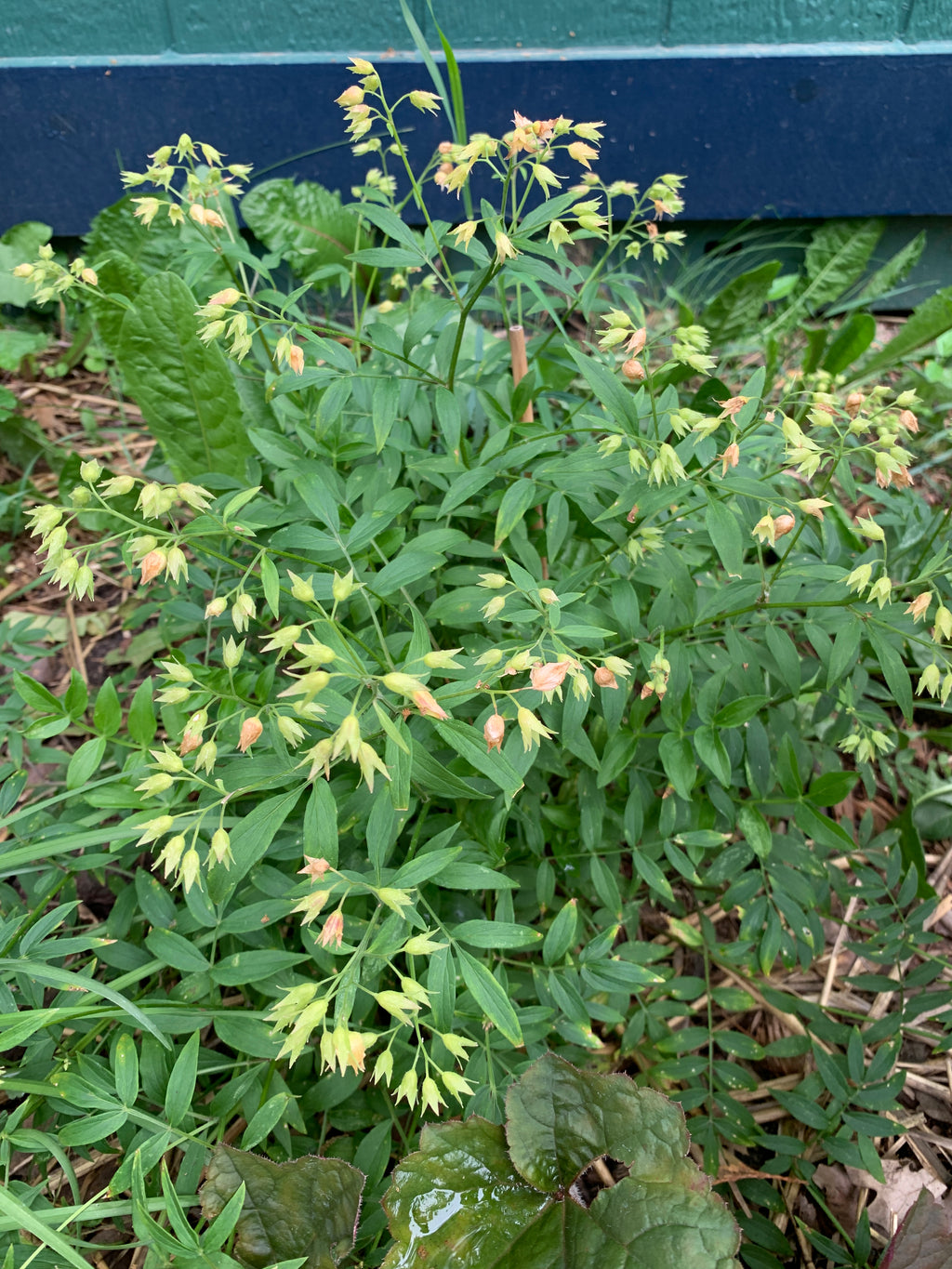 Jacob's Ladder (Polemonium Reptans)