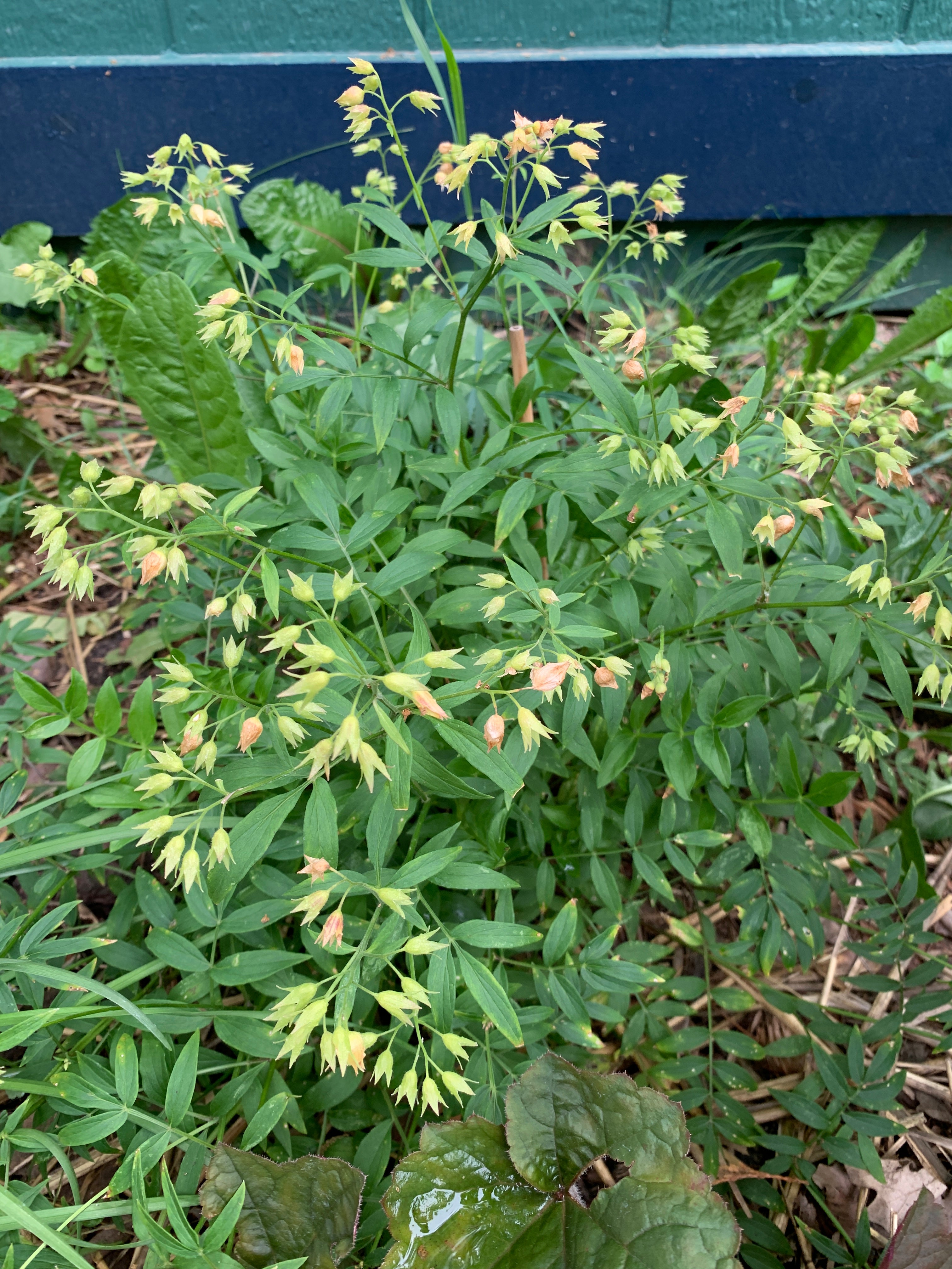 Jacob's Ladder (Polemonium Reptans)