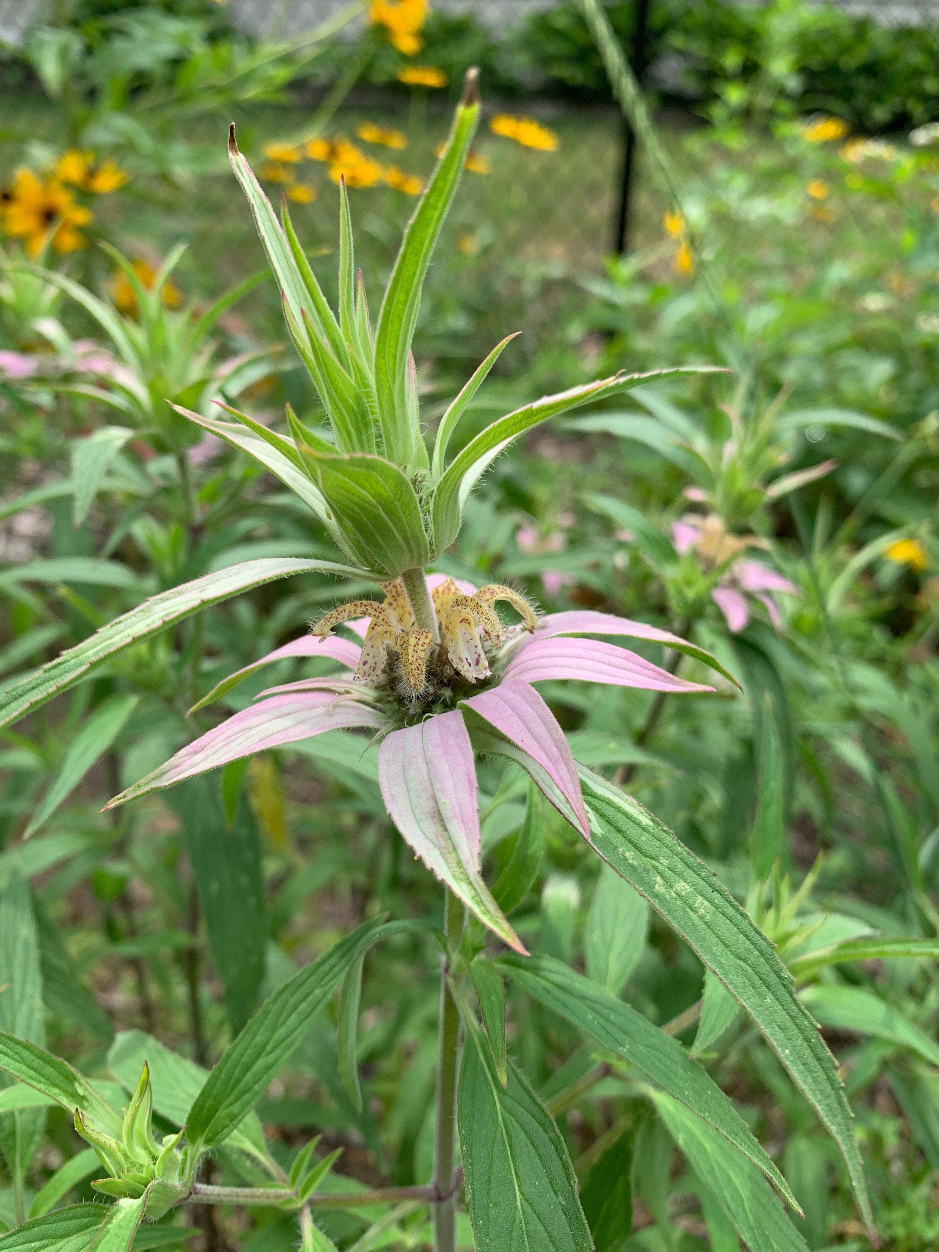 Spotted Bee Balm (Monarda Punctata)