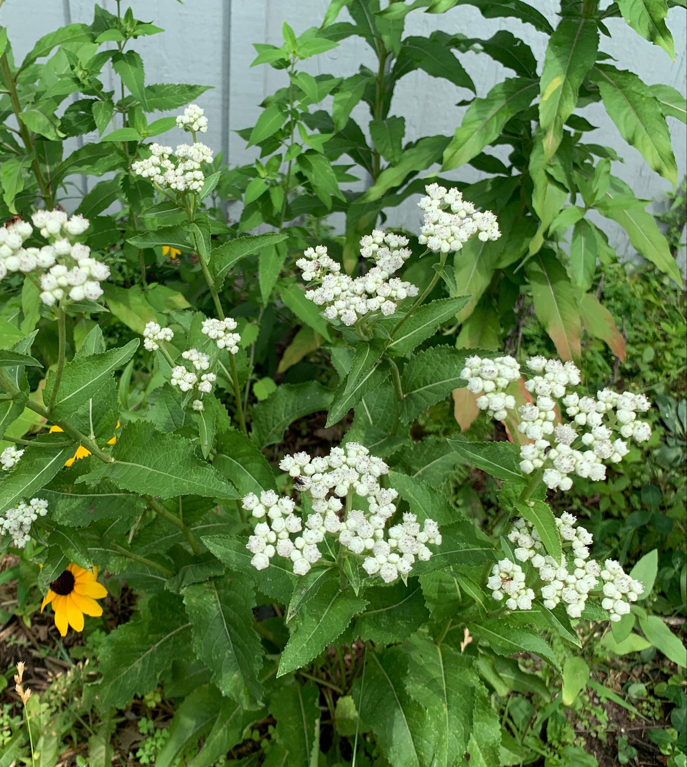 Wild Quinine (Parthenium Integrifolium)