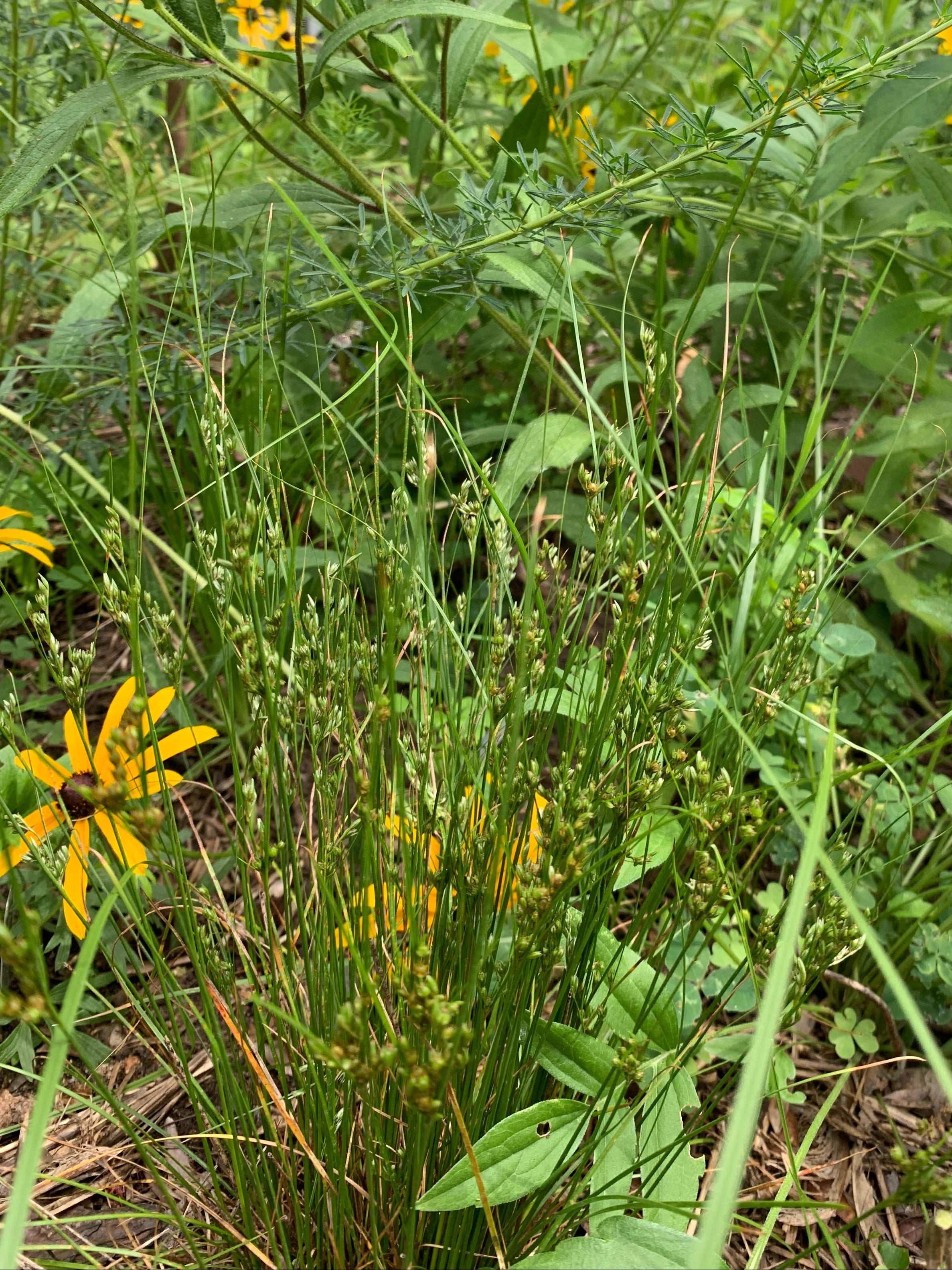 Path Rush (Juncus Tenuis)