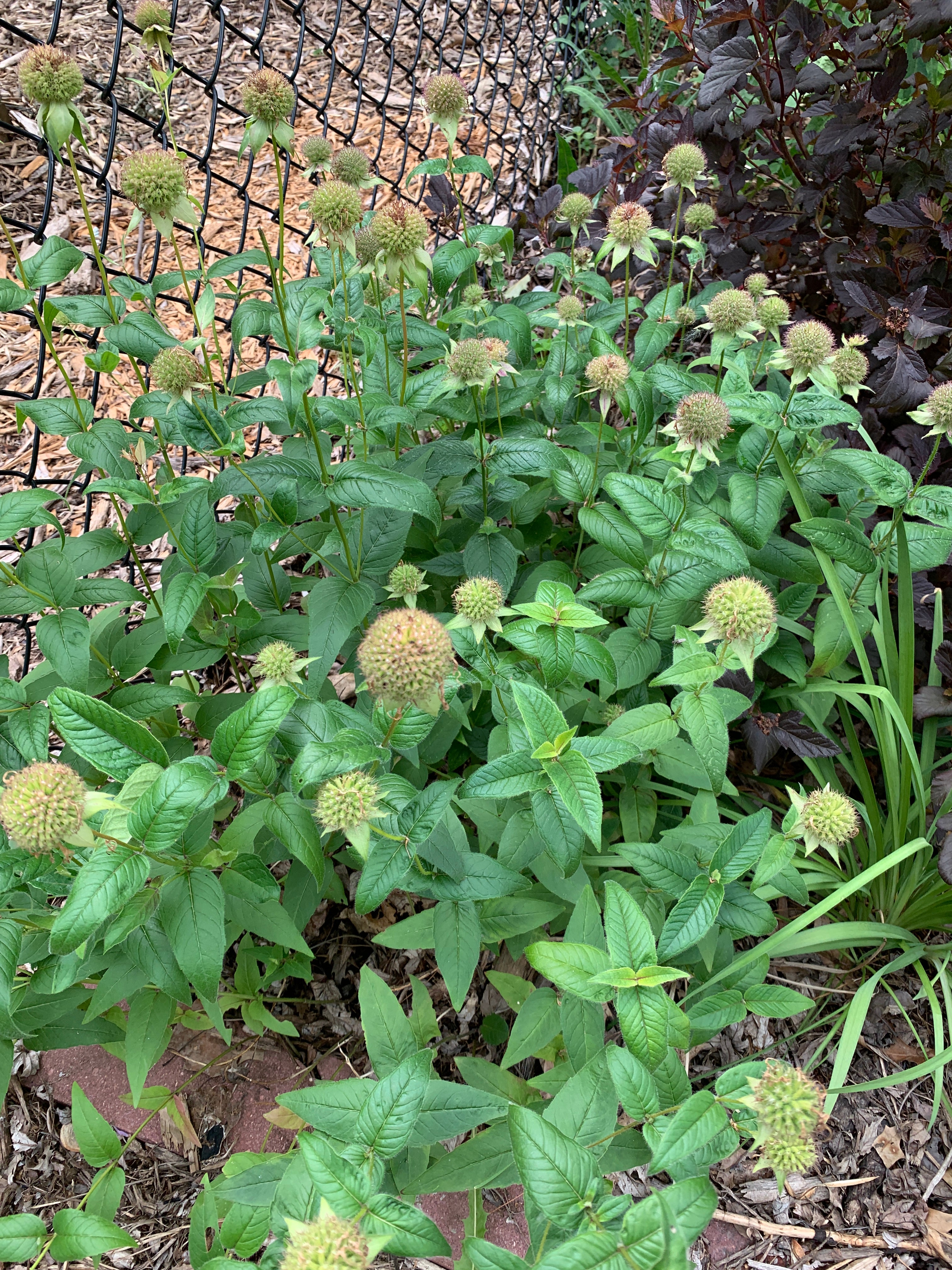 Bradbury Bee Balm (Monarda bradburiana)