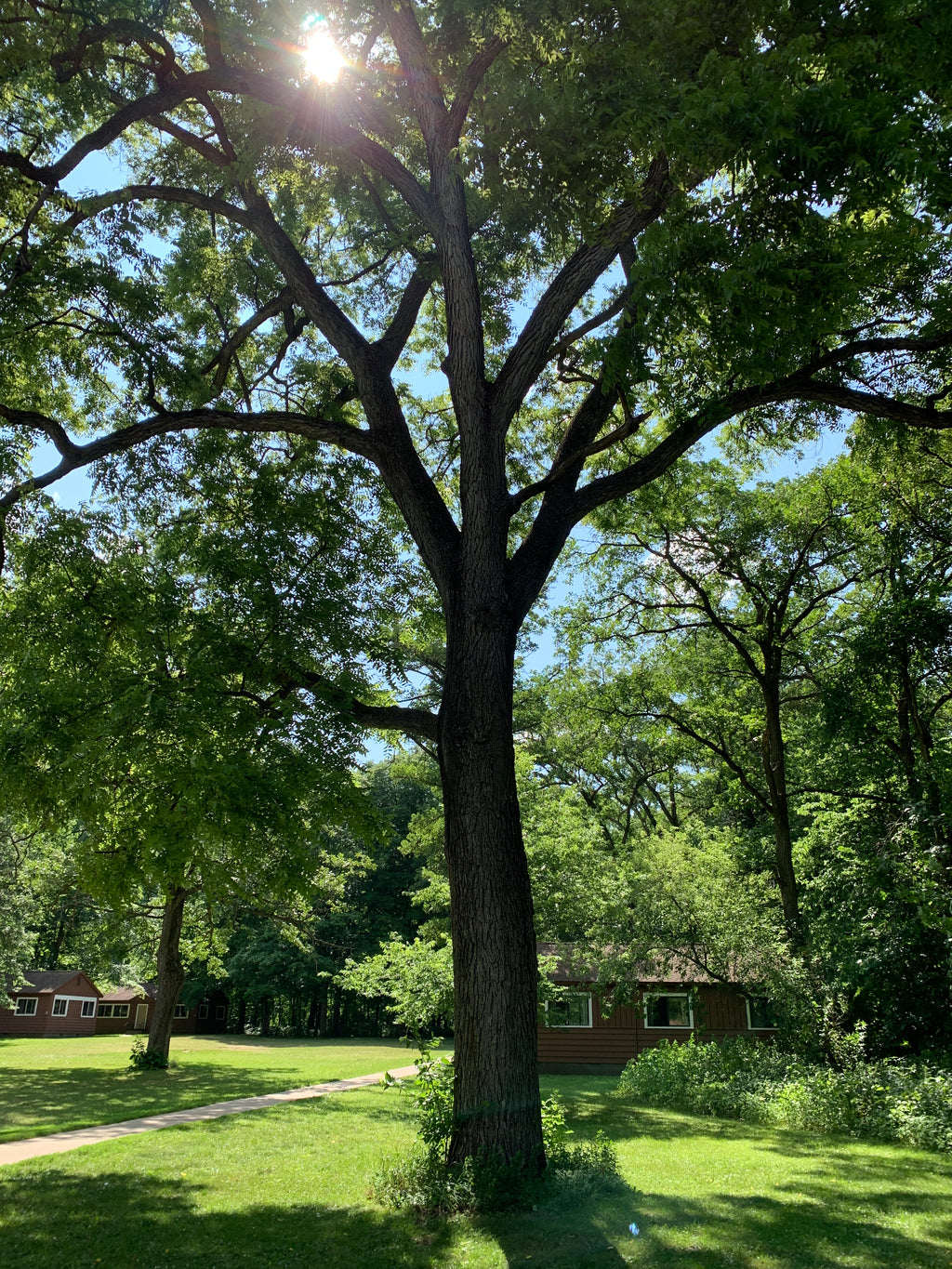 Black Walnut (Juglans Nigra)