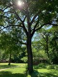 Black Walnut (Juglans Nigra)