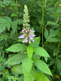 Germander (Teucrium canadense)