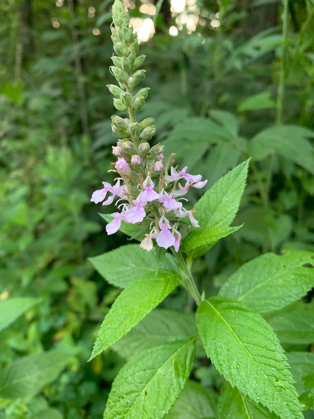 Germander (Teucrium canadense)