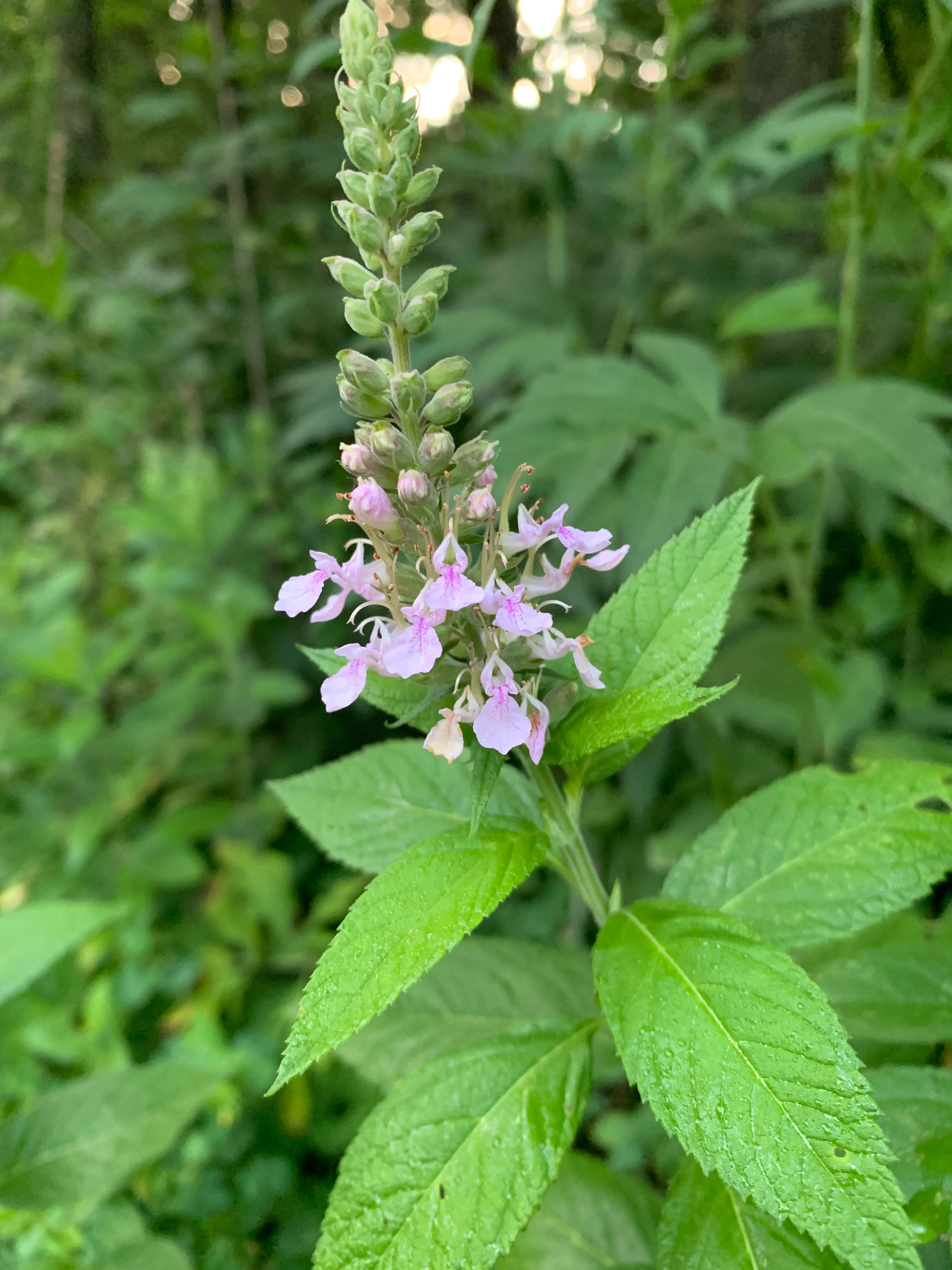 Germander (Teucrium canadense)