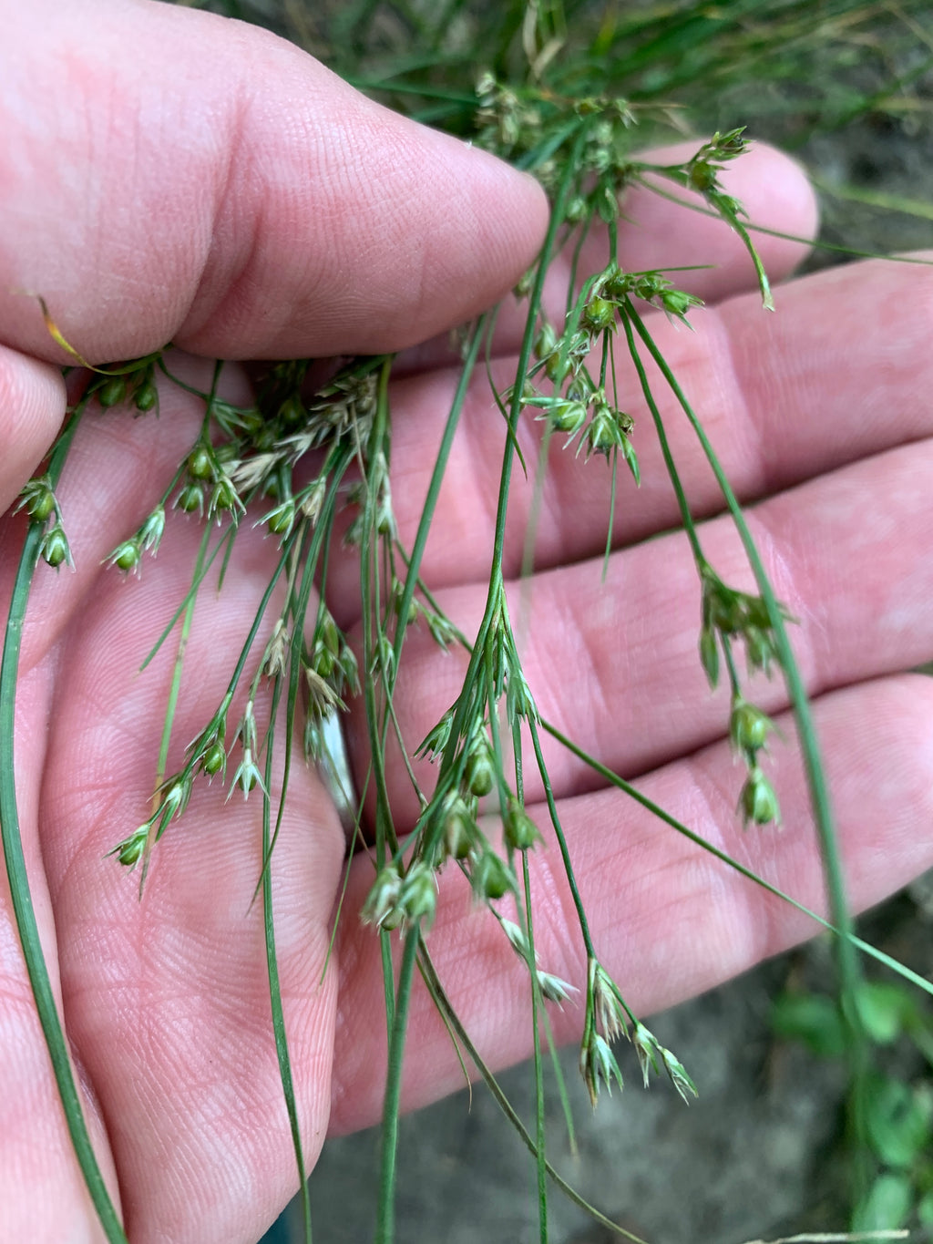 Path Rush (Juncus Tenuis)