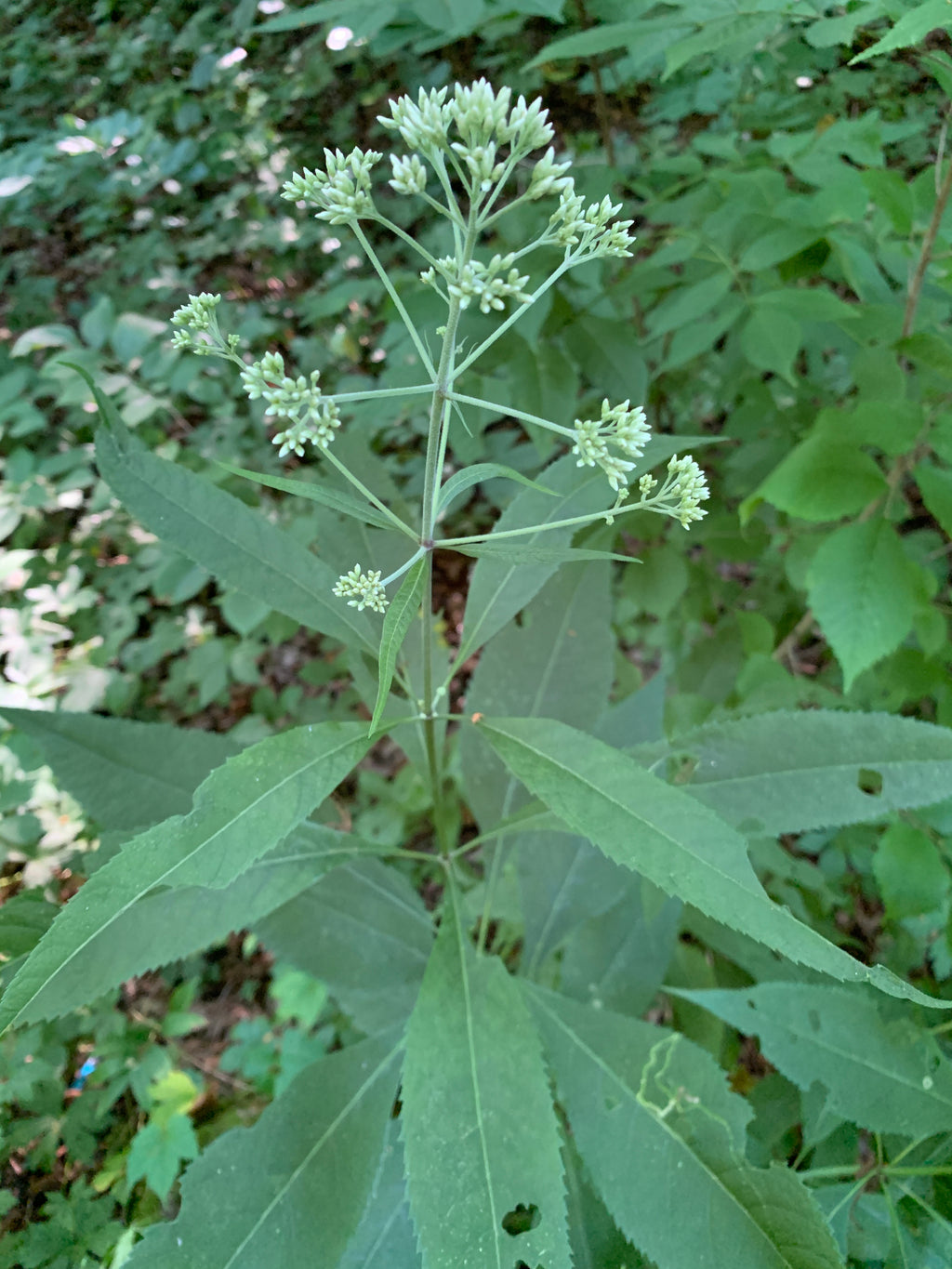 Sweet Joe Pye Weed (Eutrochium Purpureum)