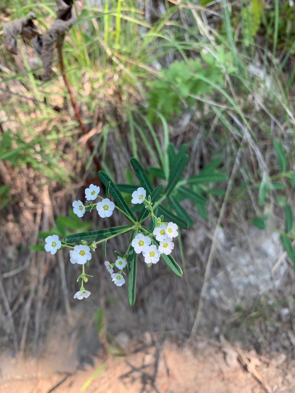 Flowering Spurge (Euphorbia Corollata)