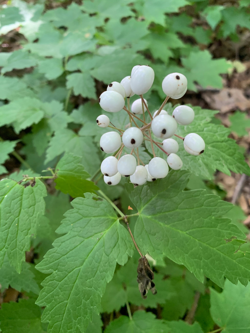 Red Baneberry (Actaea Rubra)