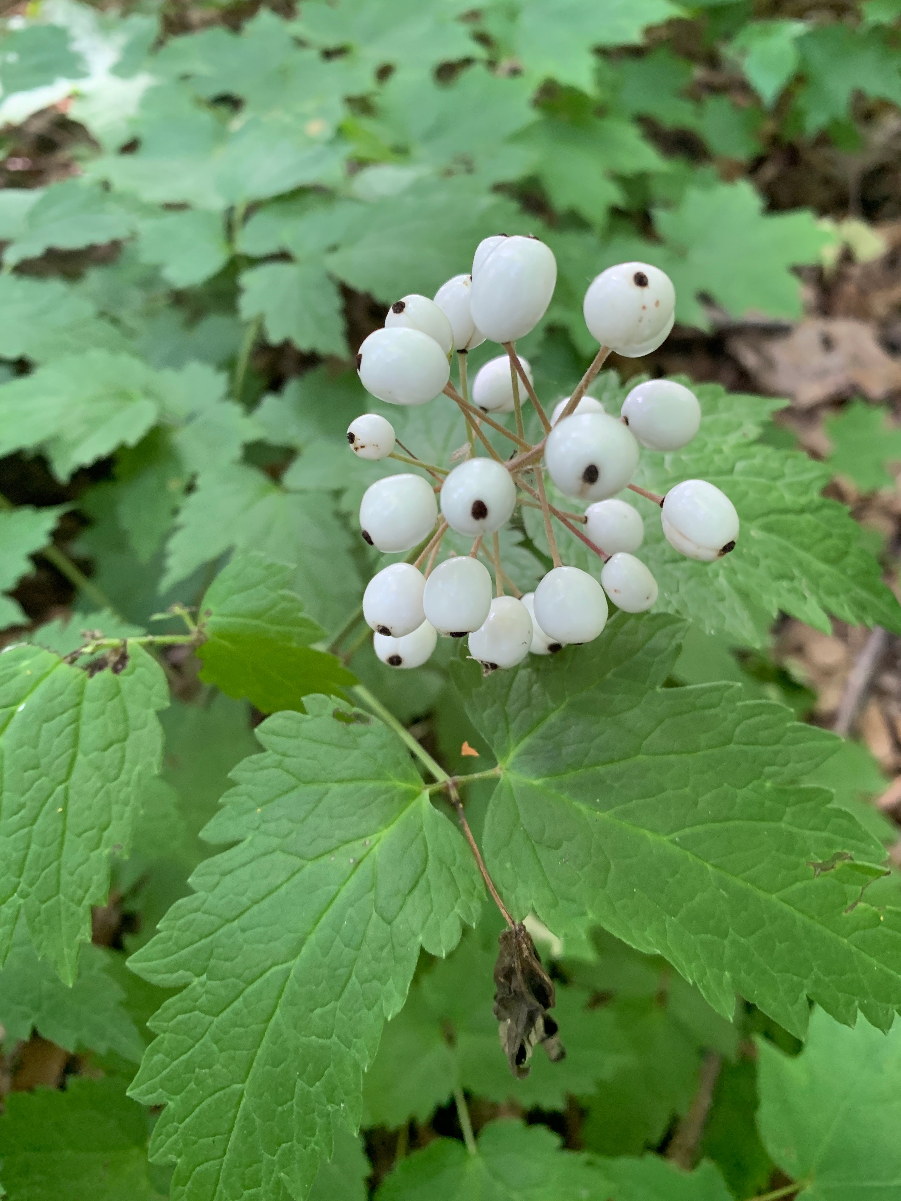 Red Baneberry (Actaea Rubra)