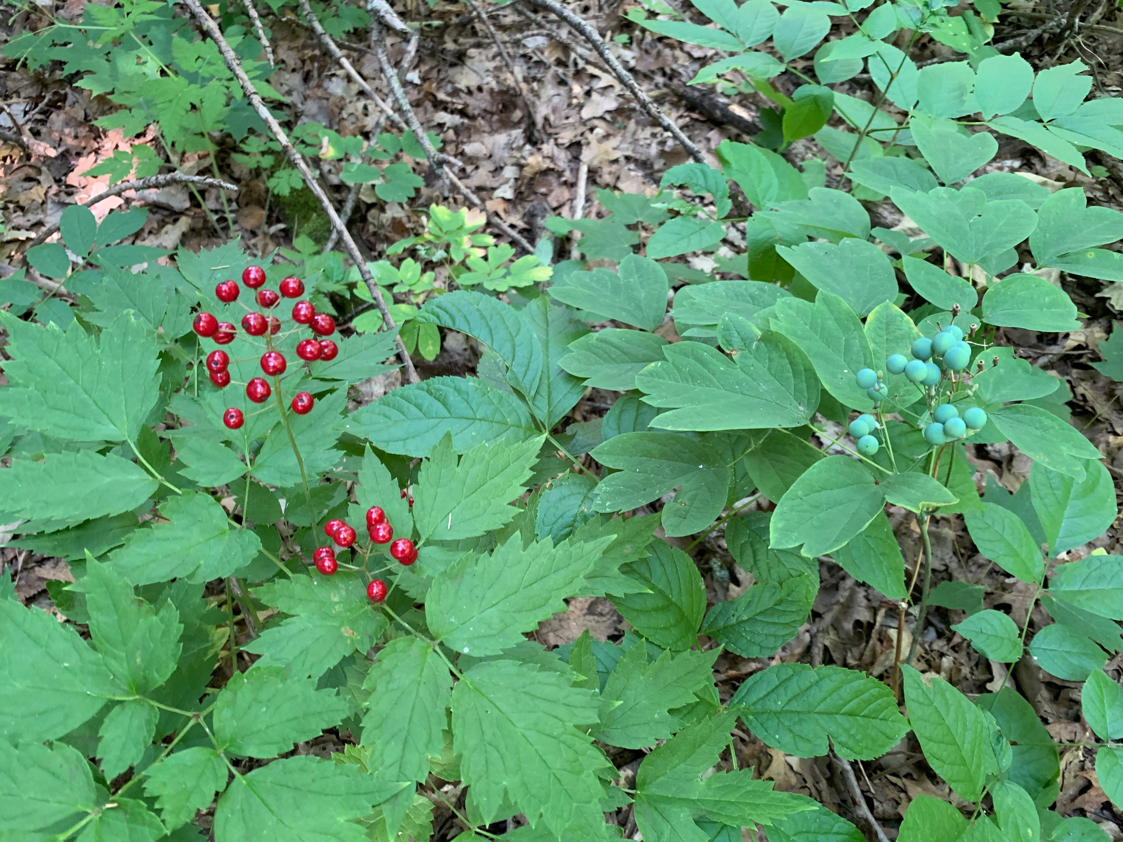 Red Baneberry (Actaea Rubra)