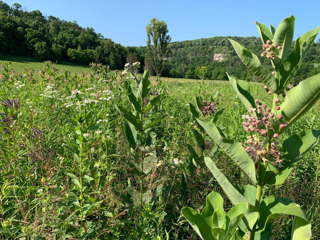 Common Milkweed (Asclepias Syriaca)