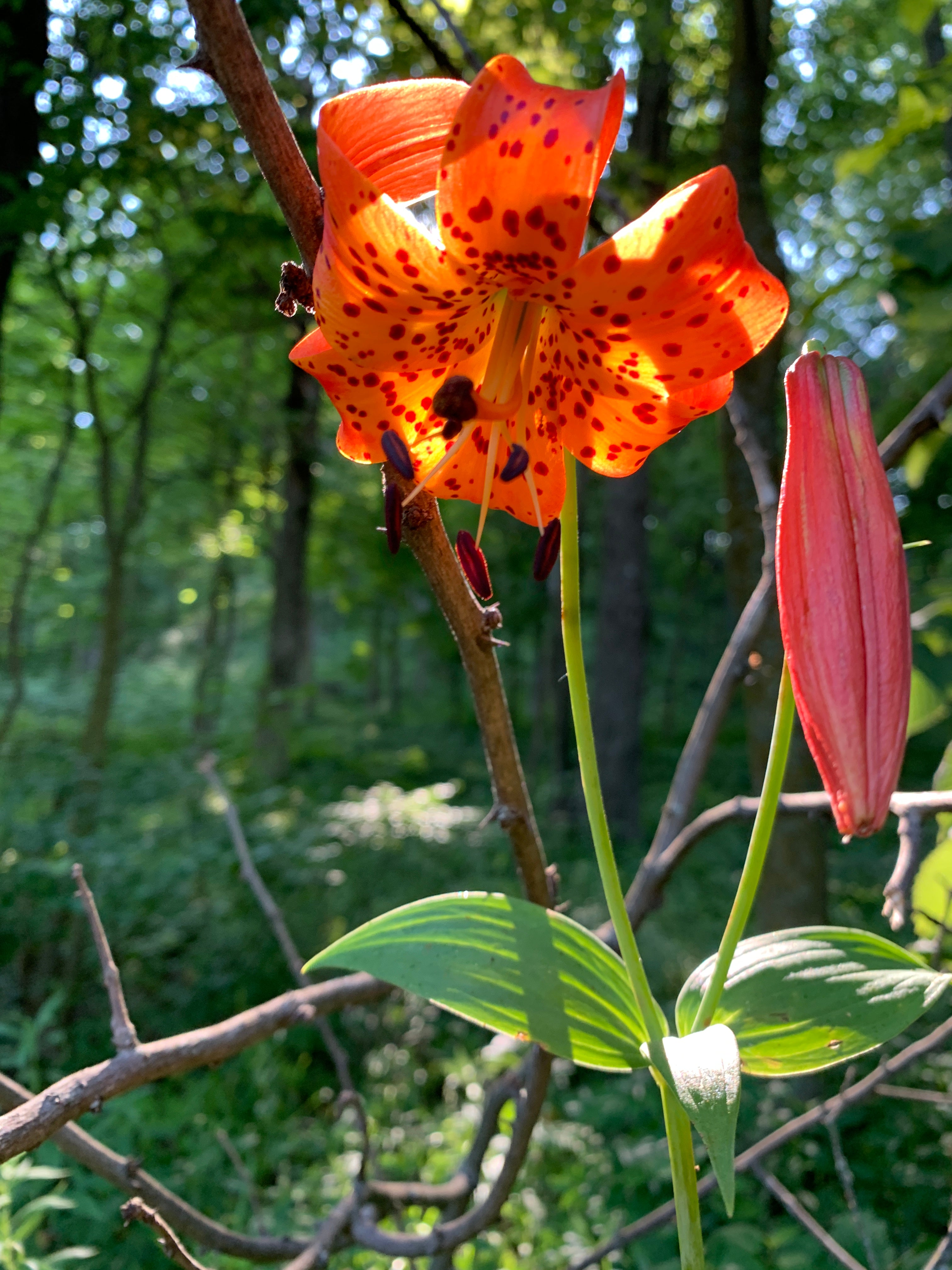 Michigan Lily (Lilium Michiganense)