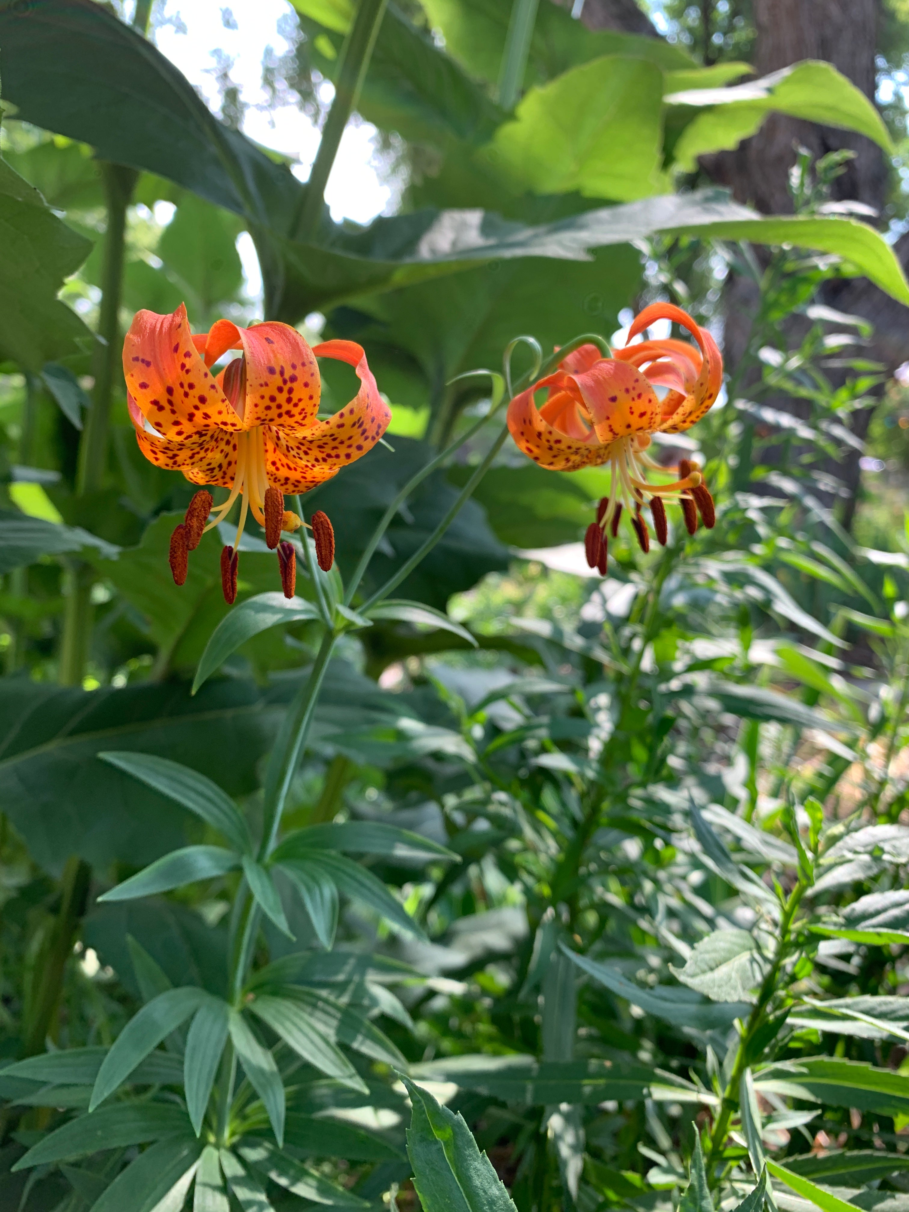 Michigan Lily (Lilium Michiganense)