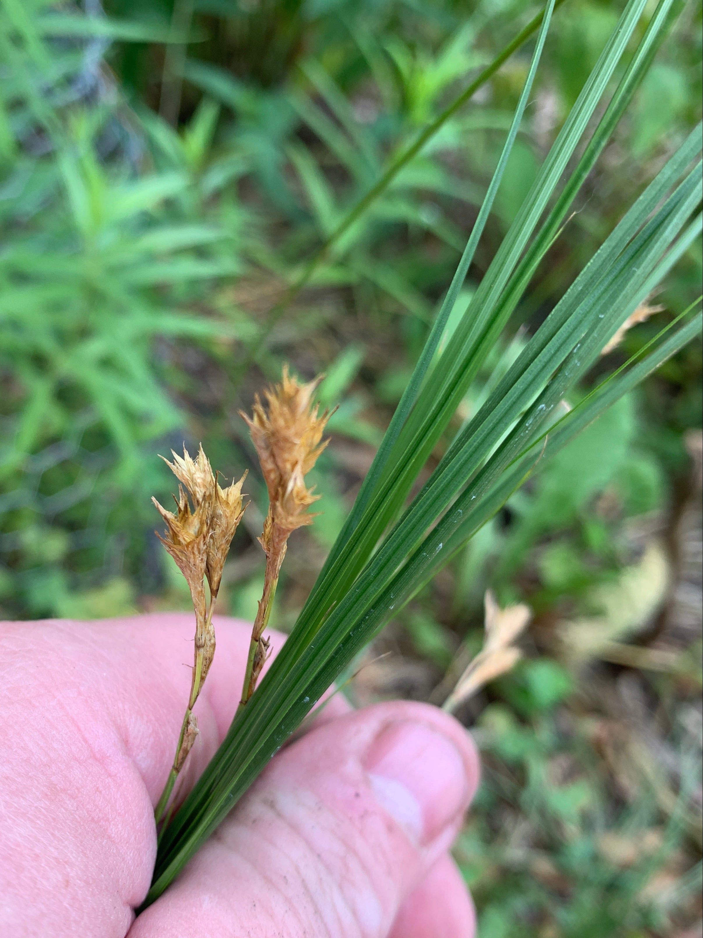 Bicknell's Sedge (Carex Bicknellii)