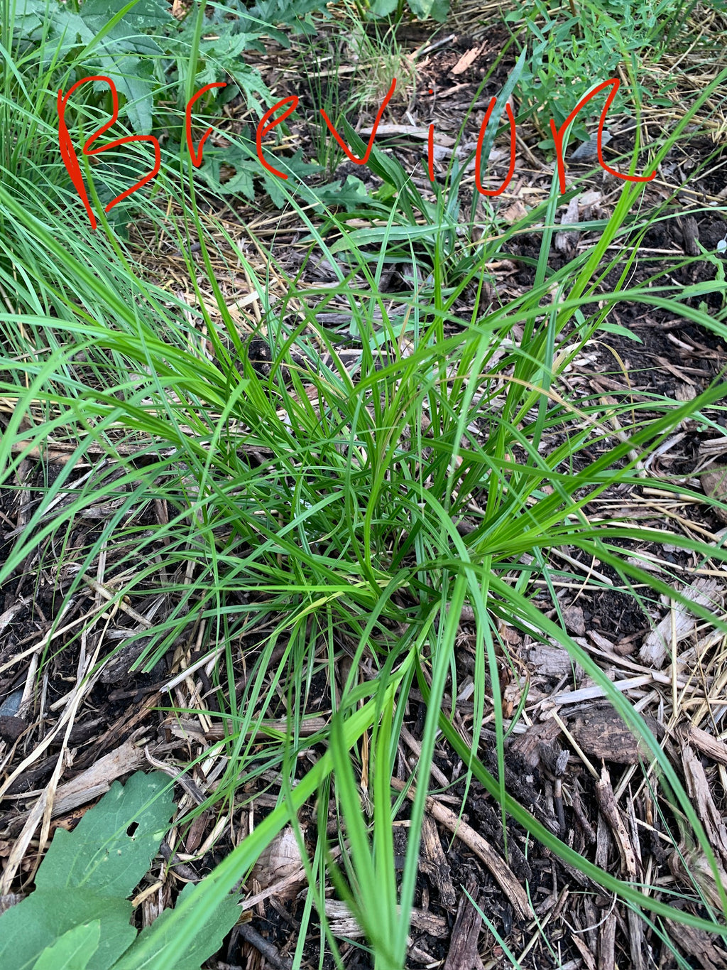 Plains Oval Sedge (Carex brevior)