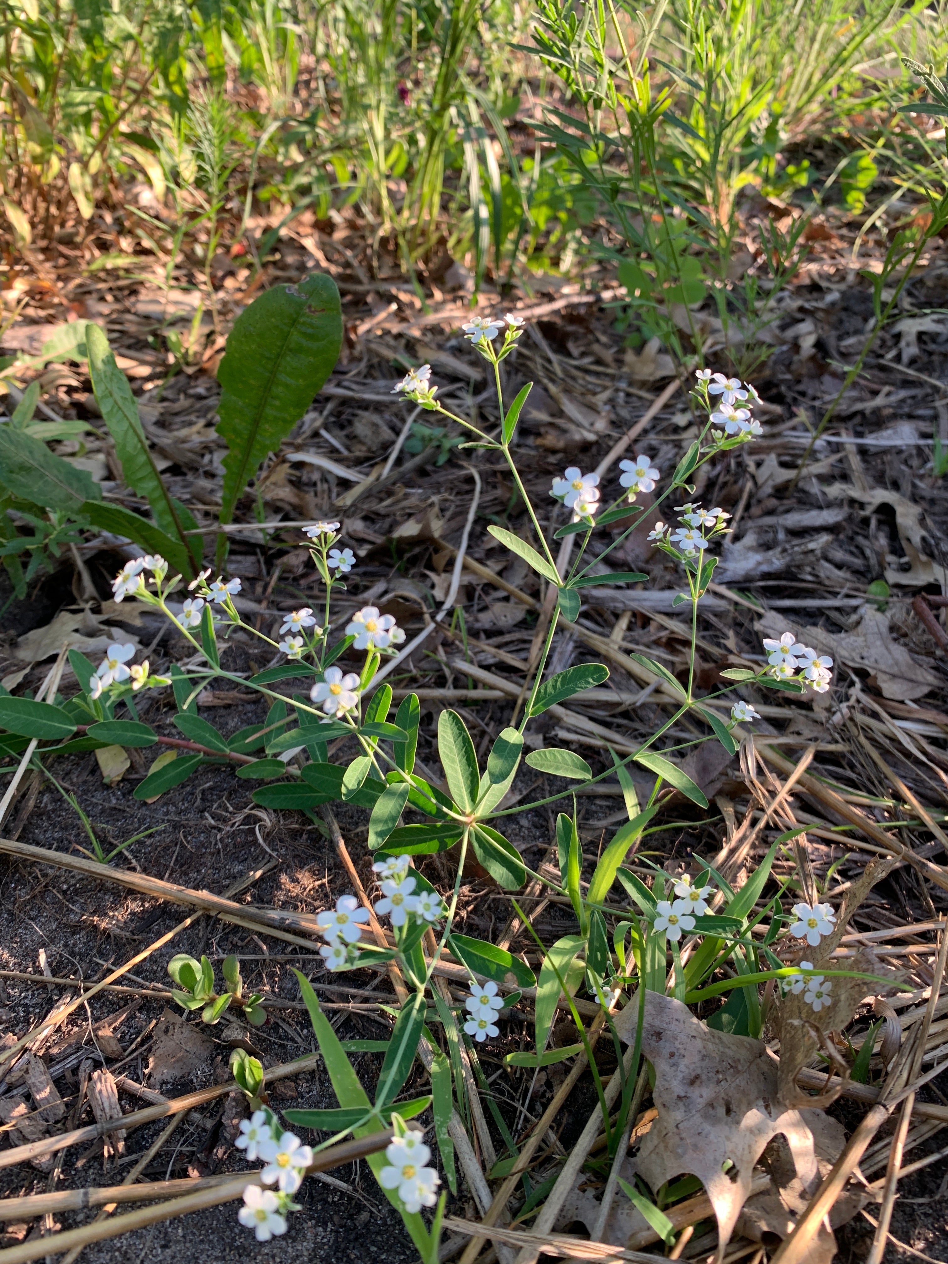 Flowering Spurge (Euphorbia Corollata)