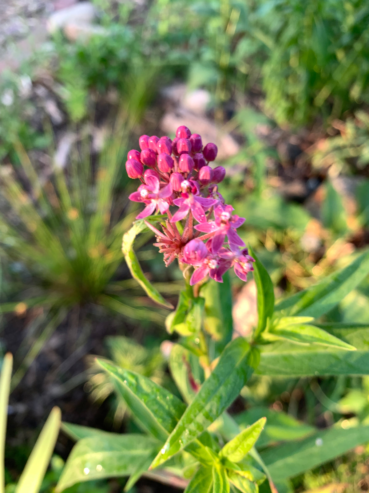 Swamp Milkweed (Asclepias Incarnata)