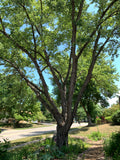 Silver Maple (Acer Saccharinum)