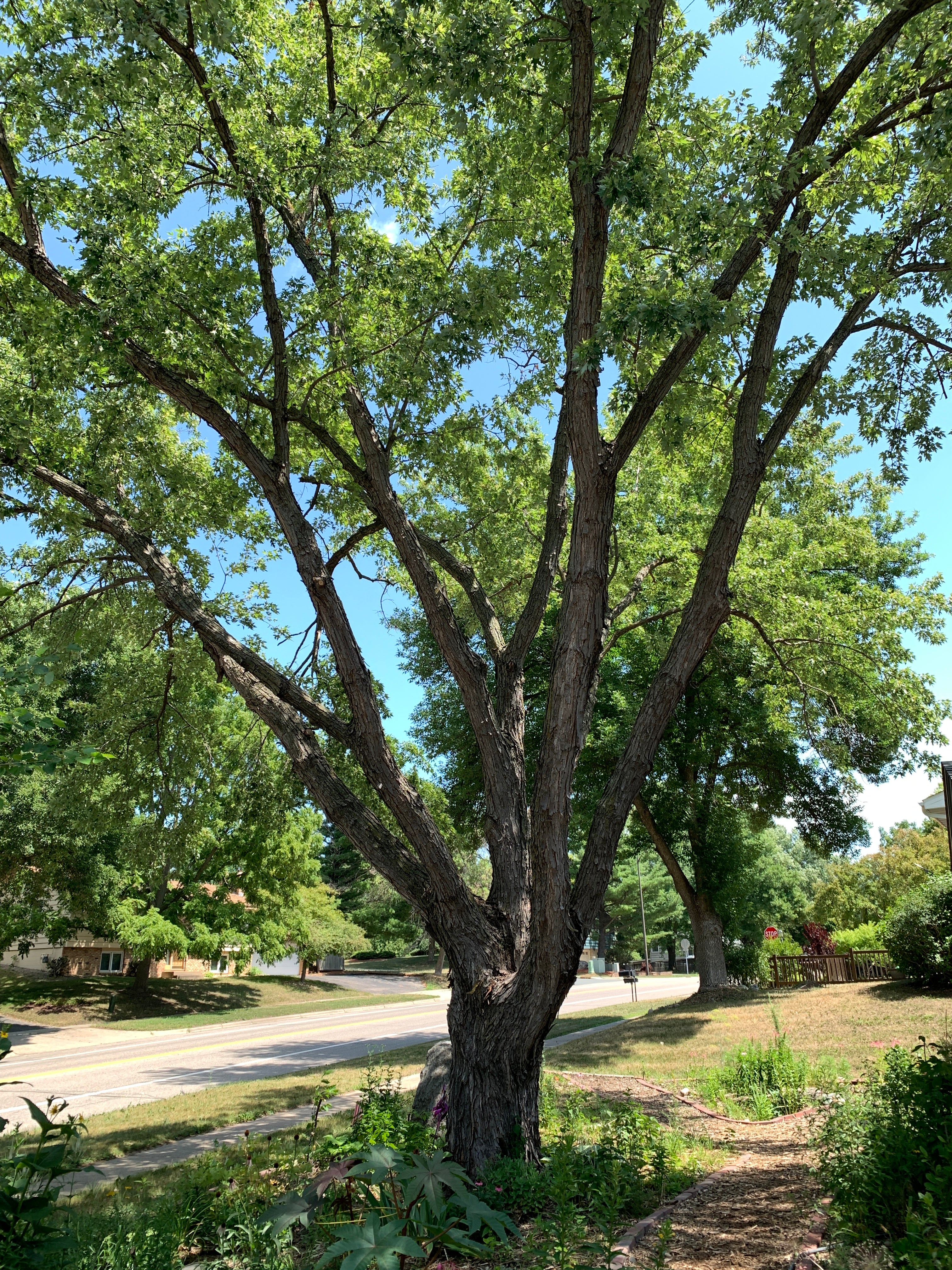 Silver Maple (Acer Saccharinum)