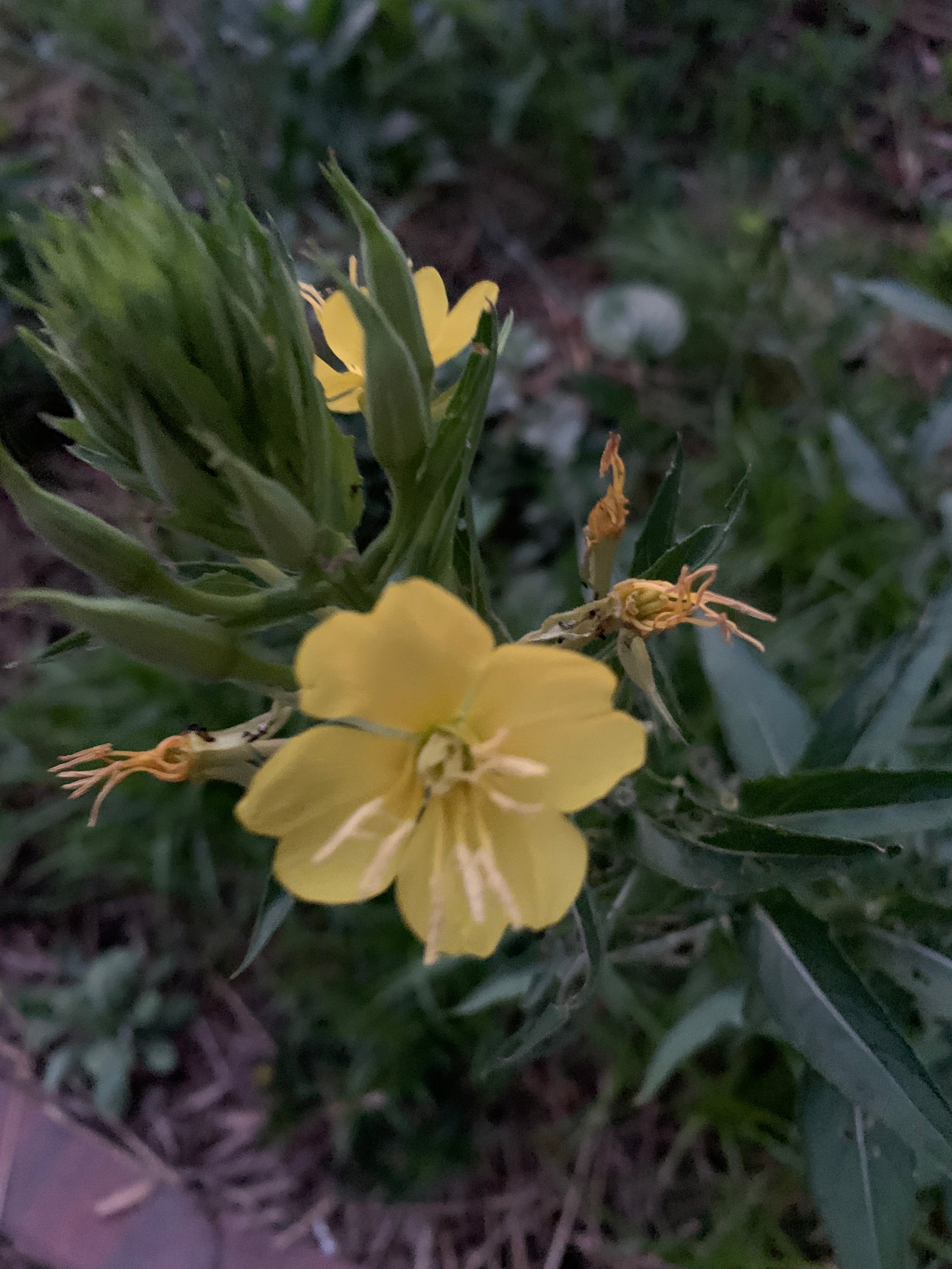 Common Evening Primrose (Oenothera Biennis)