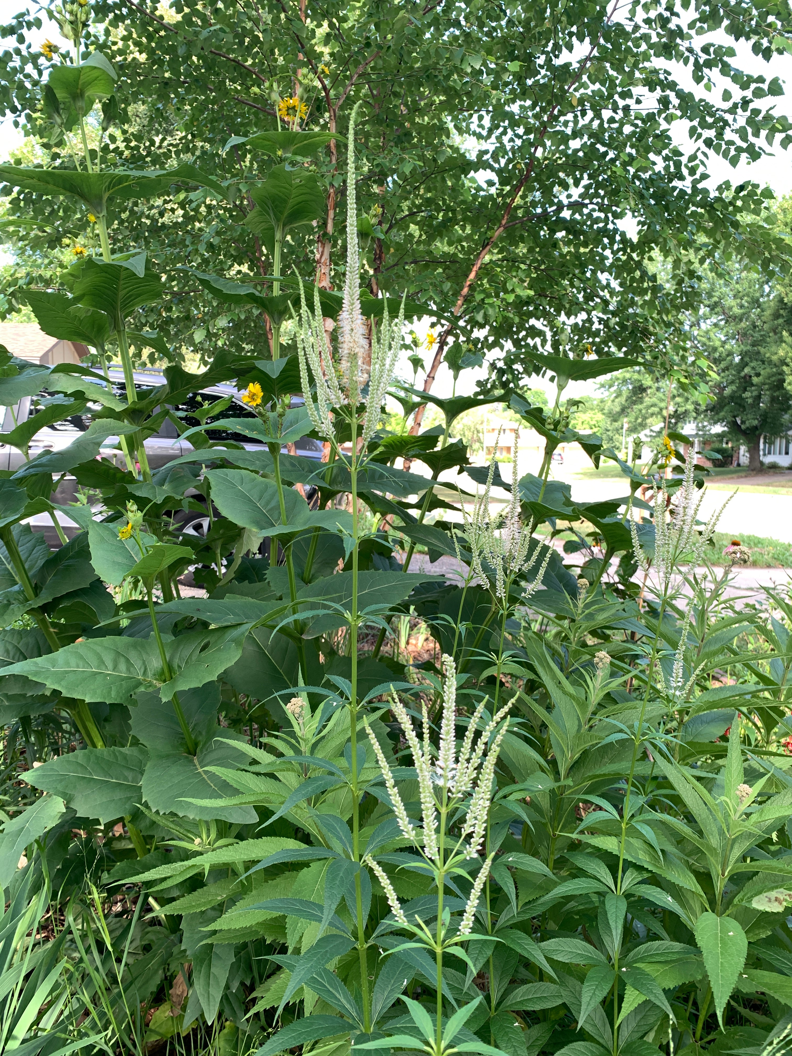 Culver's Root (Veronicastrum Virginicum)